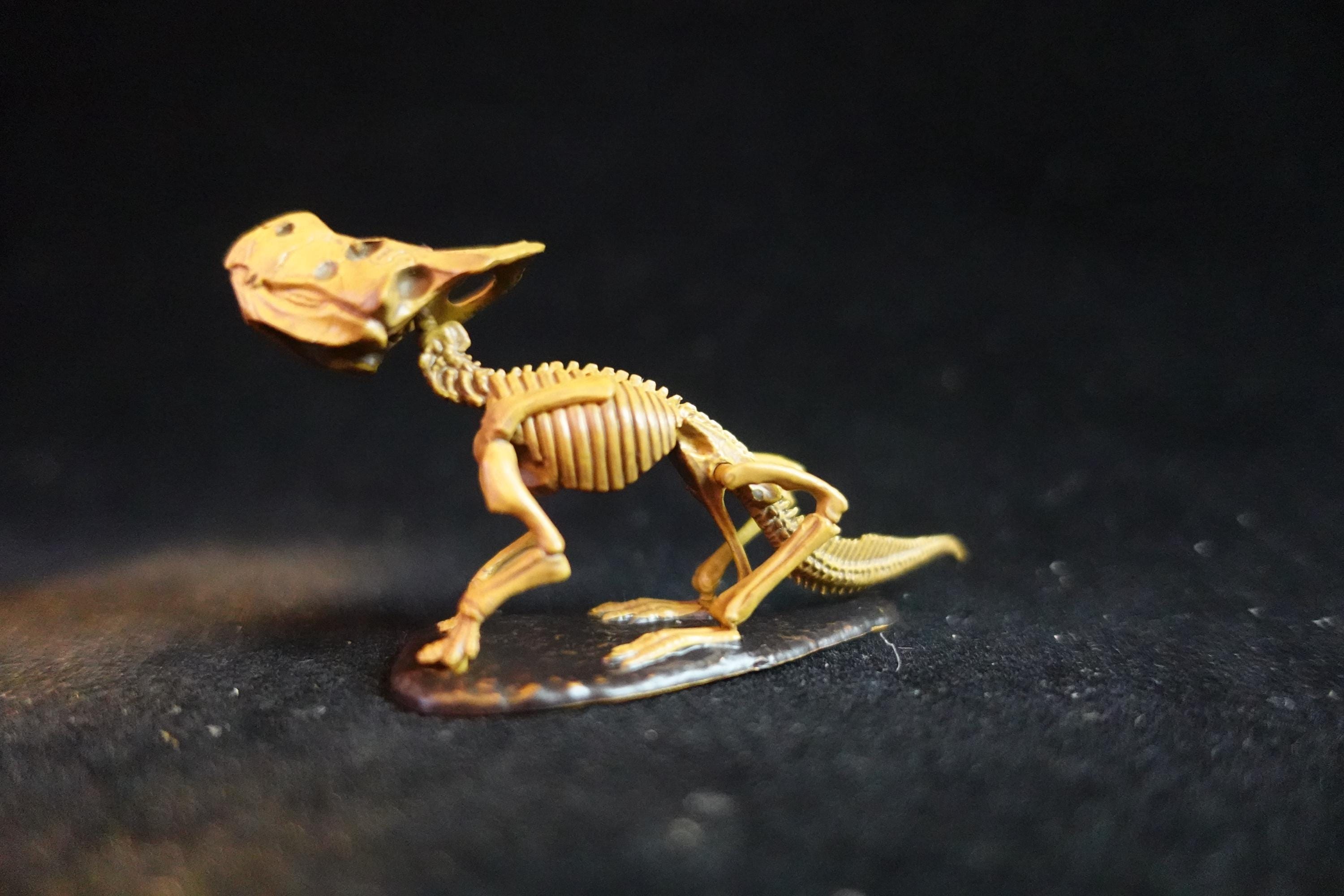 Kaiyodo Dinotales 6 Lawson Edition Limited Protoceratops Skeleton B