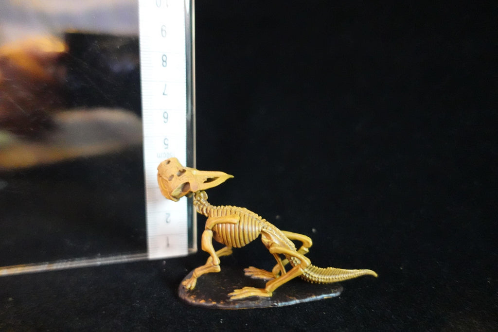 Kaiyodo Dinotales 6 Lawson Edition Limited Protoceratops Skeleton B