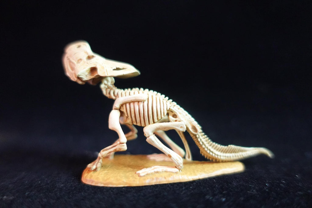 Kaiyodo Dinotales 6 Lawson Edition Limited Protoceratops Skeleton A