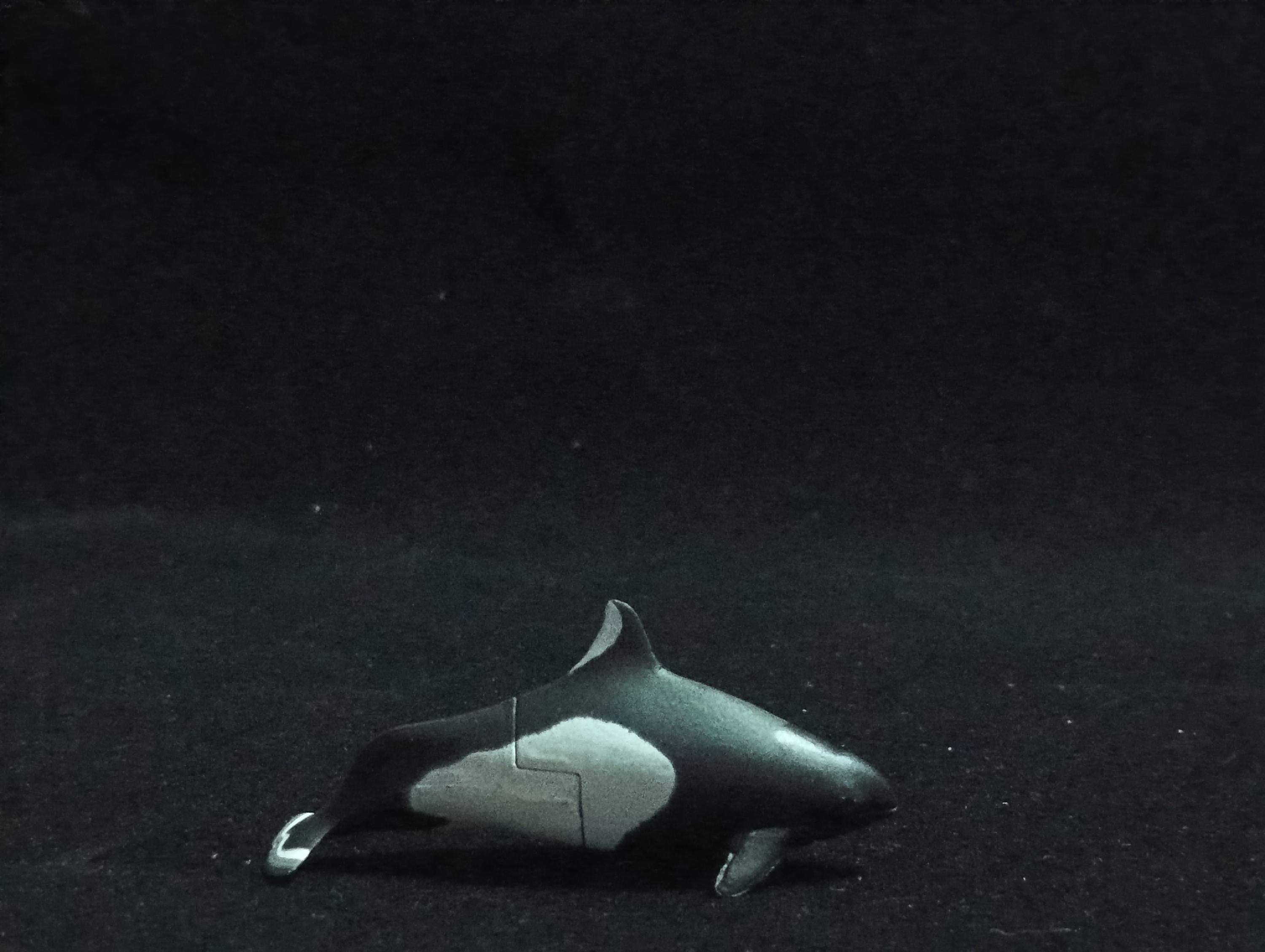 Miniature Pacific White-sided Dolphin Figurine - Furuta