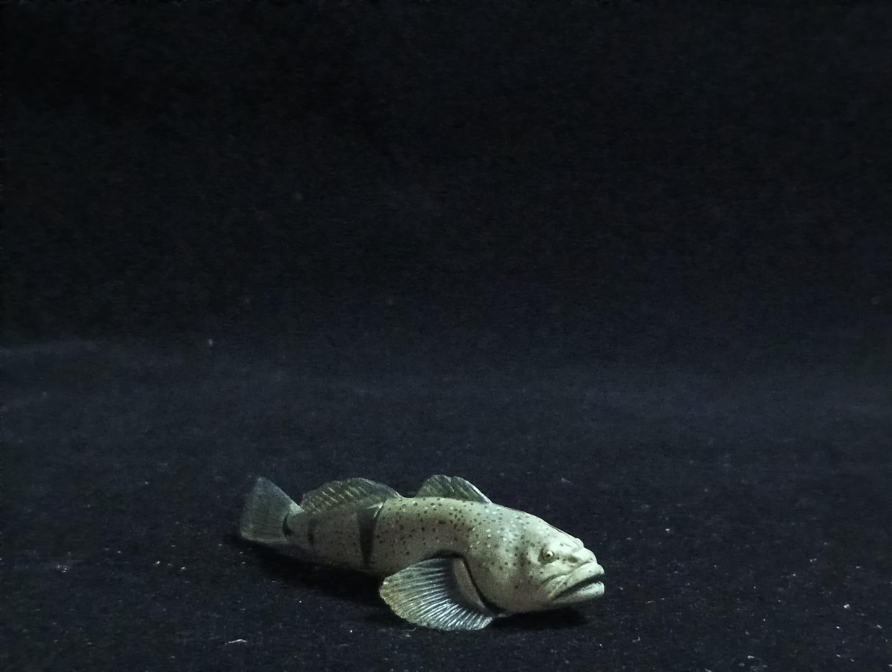 Miniature FOURSPINE SCULPIN fish Figurine - Furuta