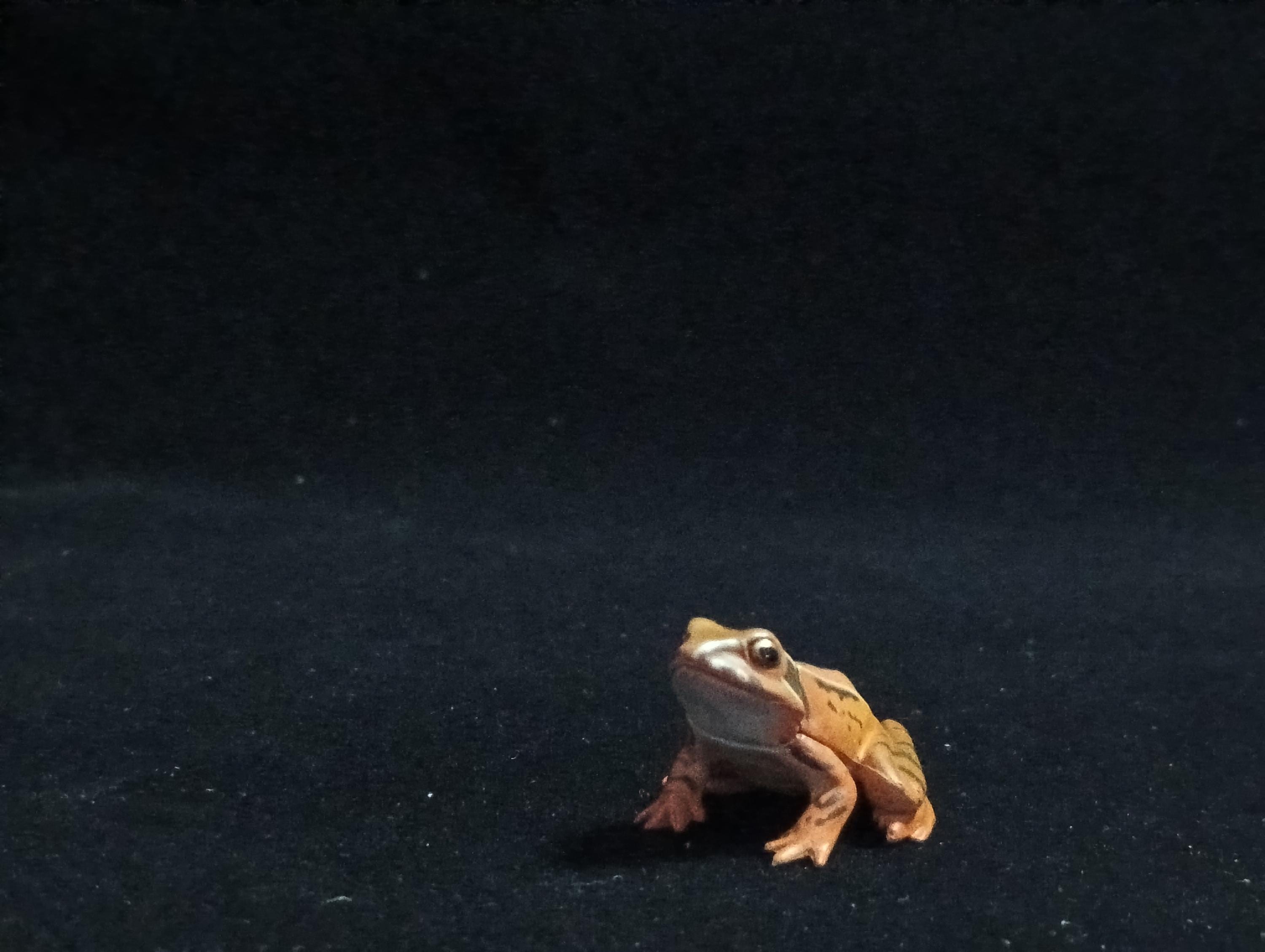 Miniature Miyako Toad Figurine - Furuta