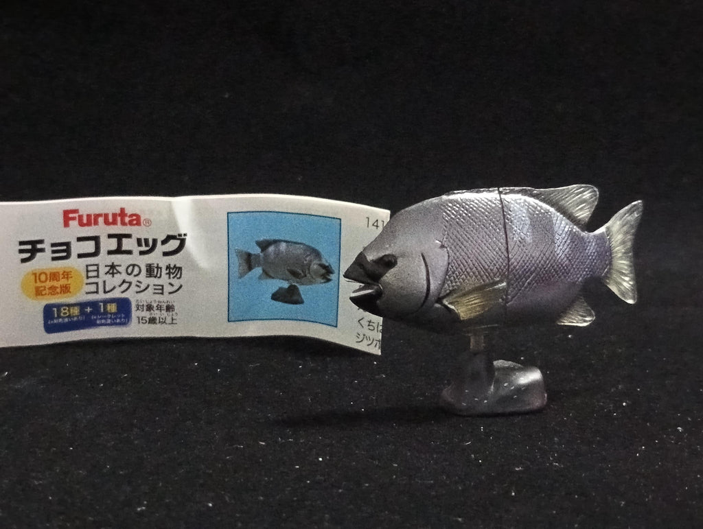 Miniature Parrot Fish  Figurine - Furuta