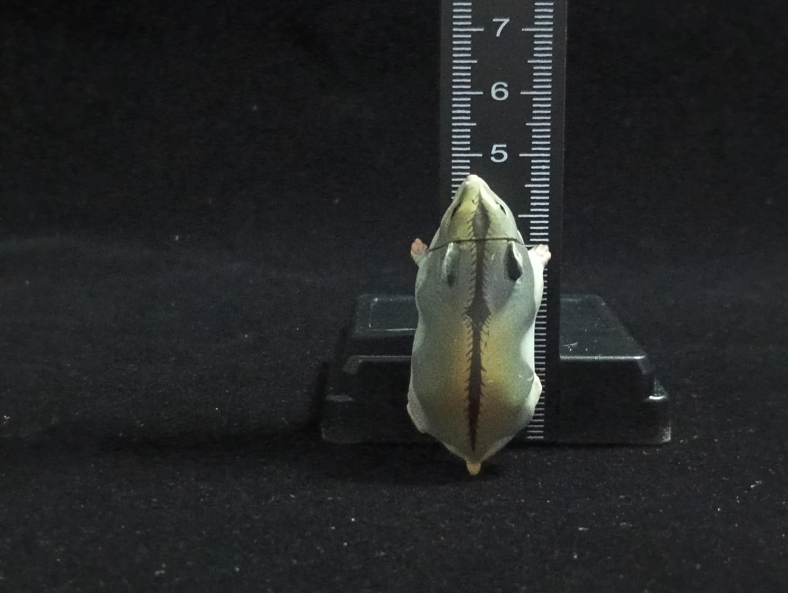 Miniature Lop Ear(Grey) Figurine - Furuta
