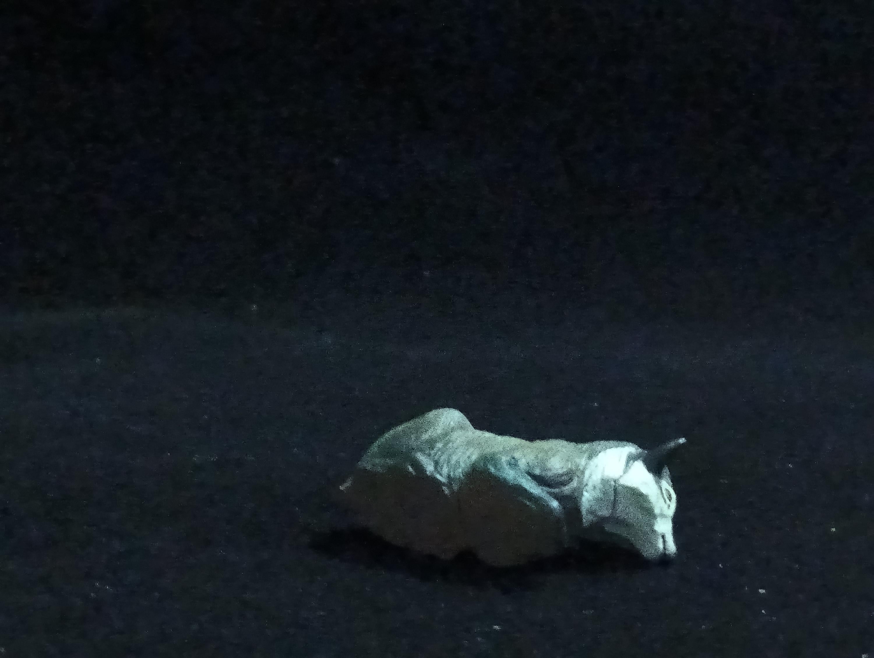 Miniature Capricornis crispus Figurine - Furuta