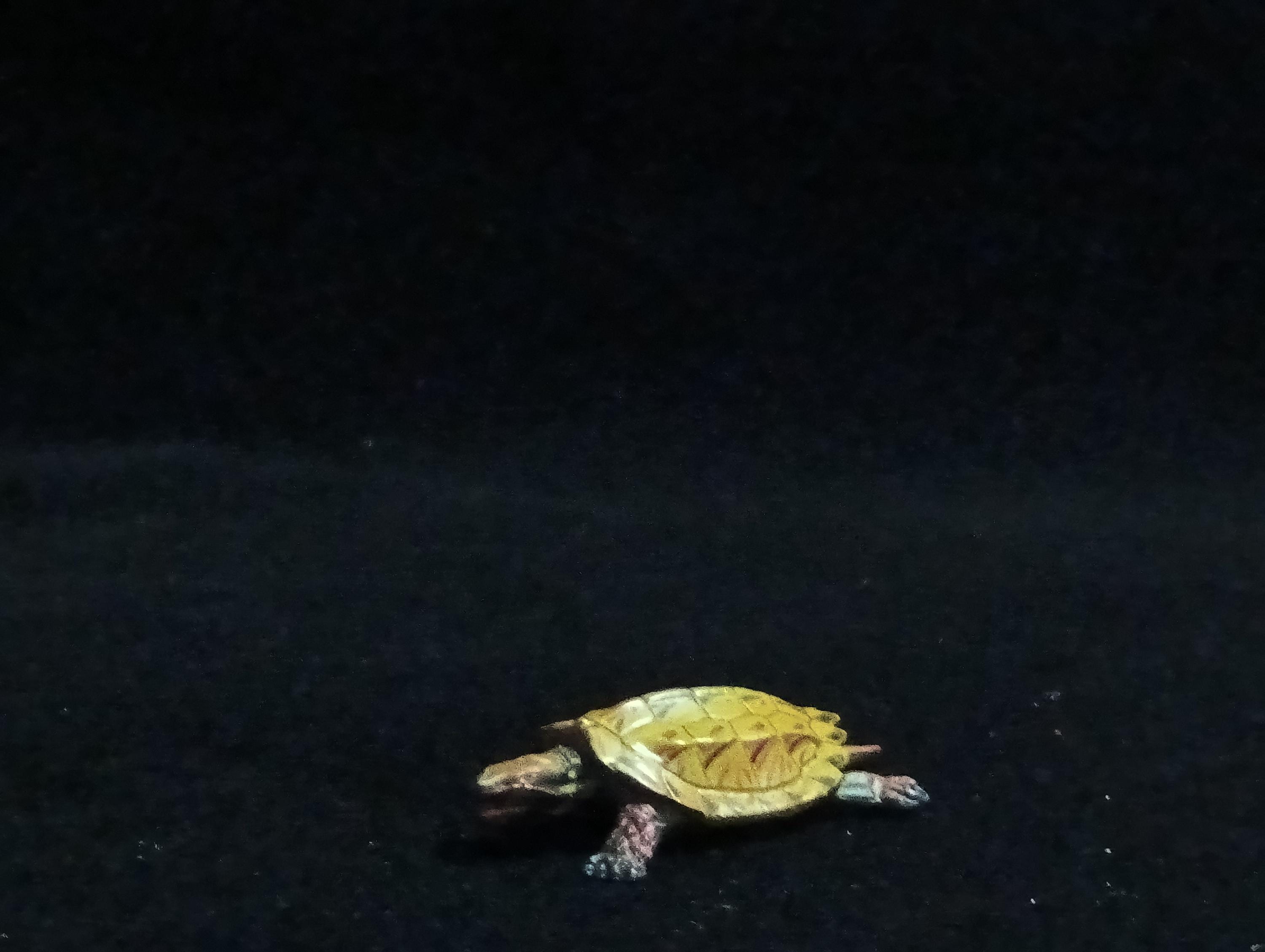 Miniature Turtle Figurine - Furuta