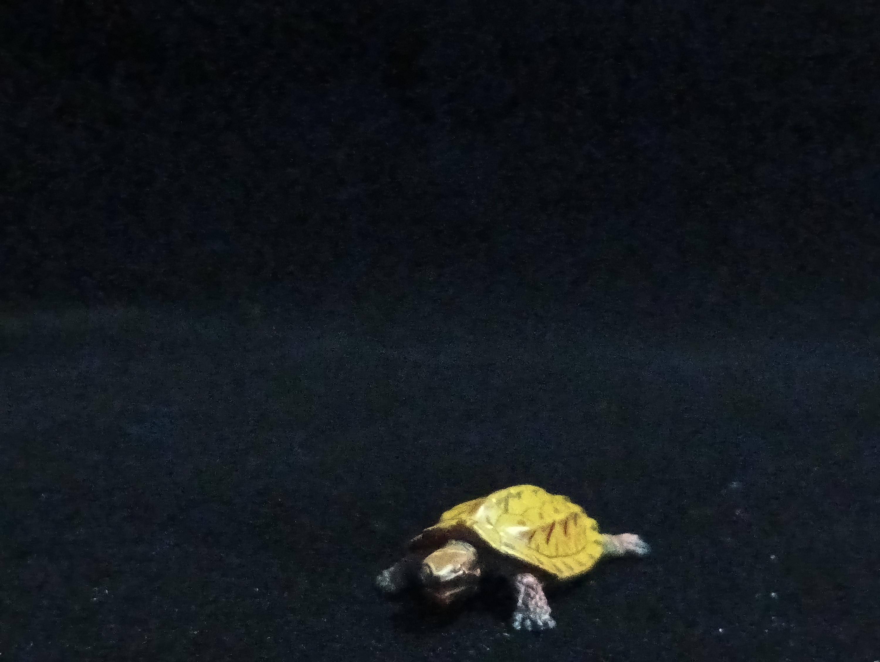 Miniature Turtle Figurine - Furuta