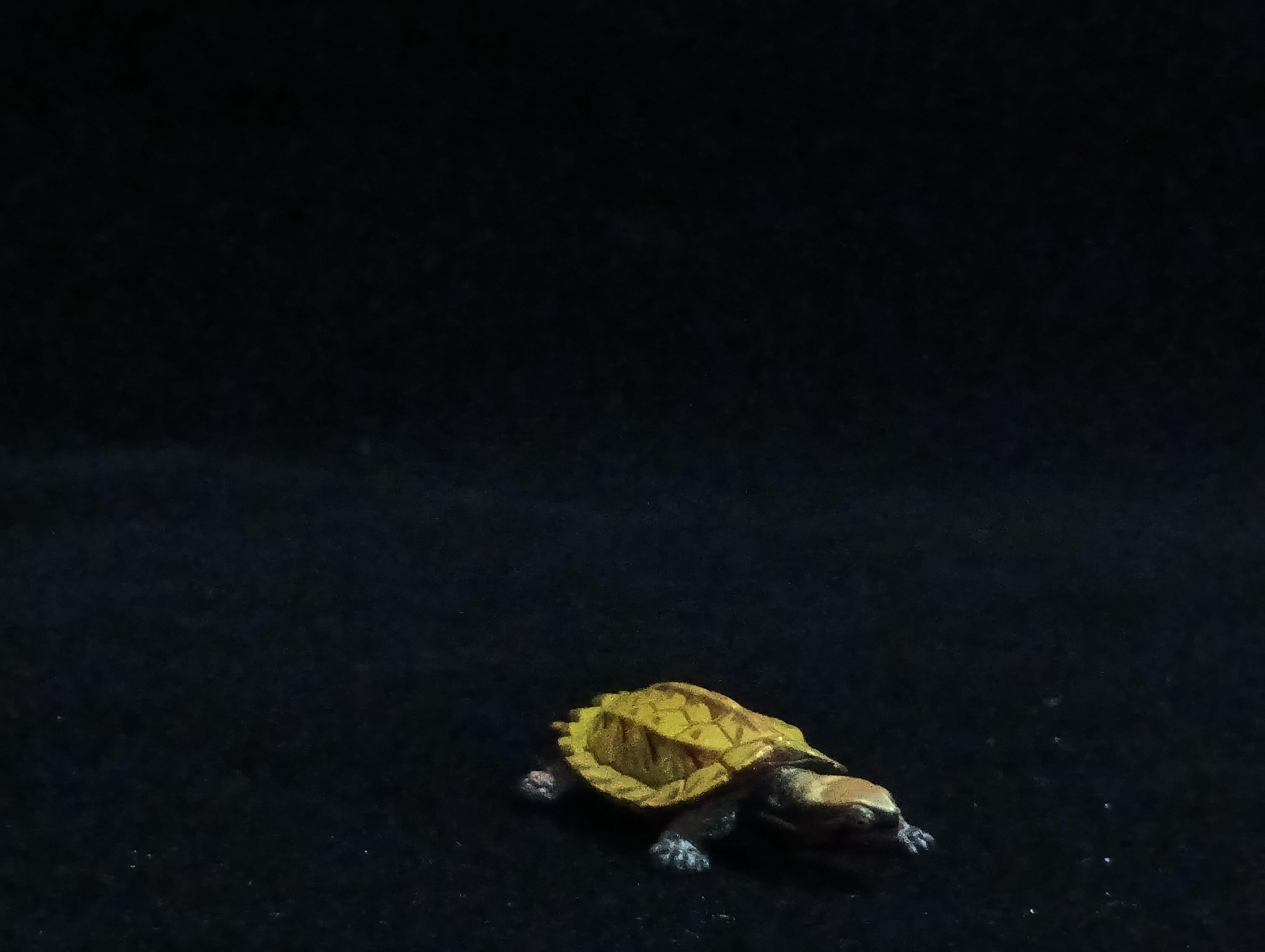 Miniature Turtle Figurine - Furuta