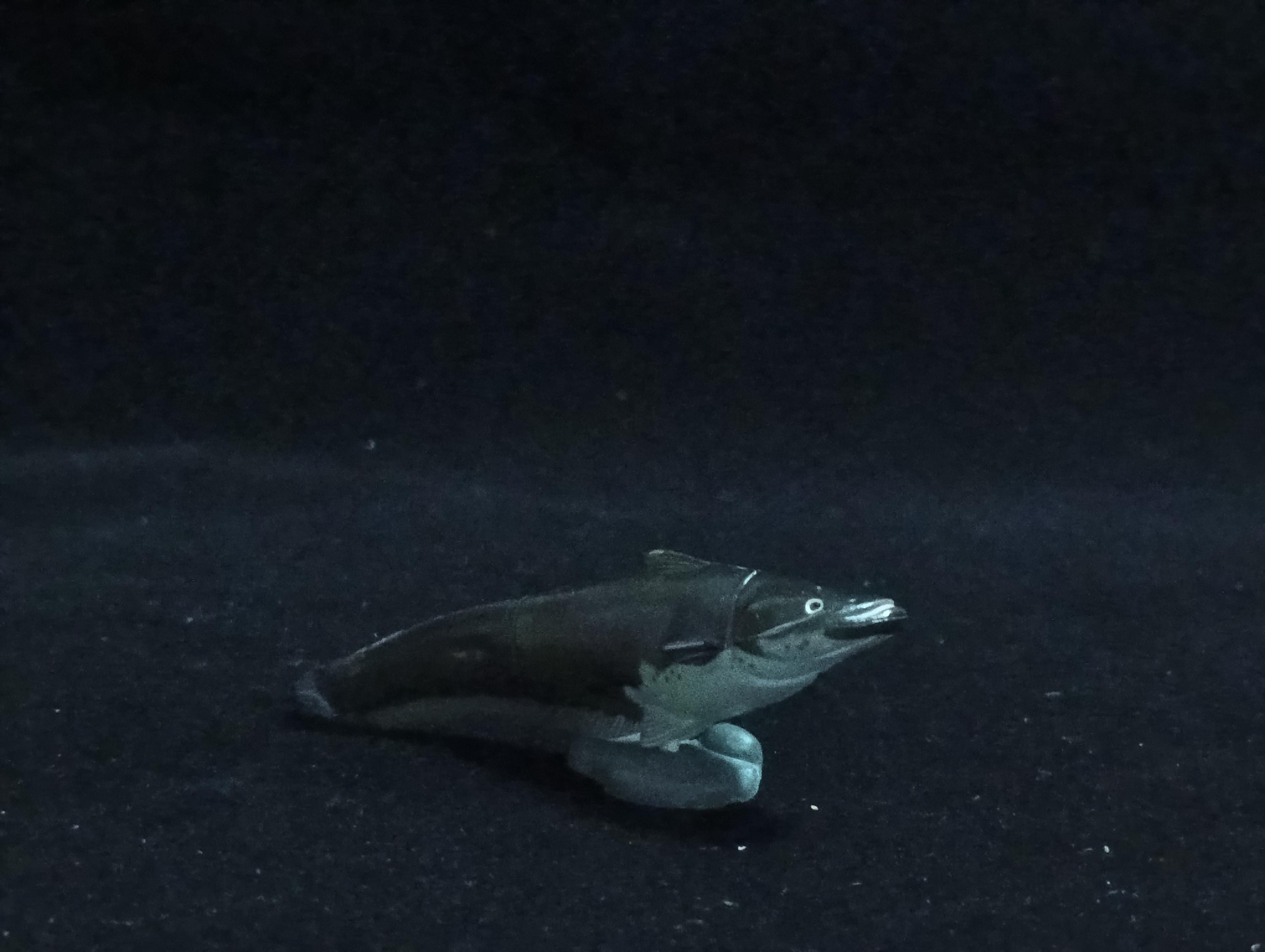 Miniature Biwako giant catfish Figurine - Furuta