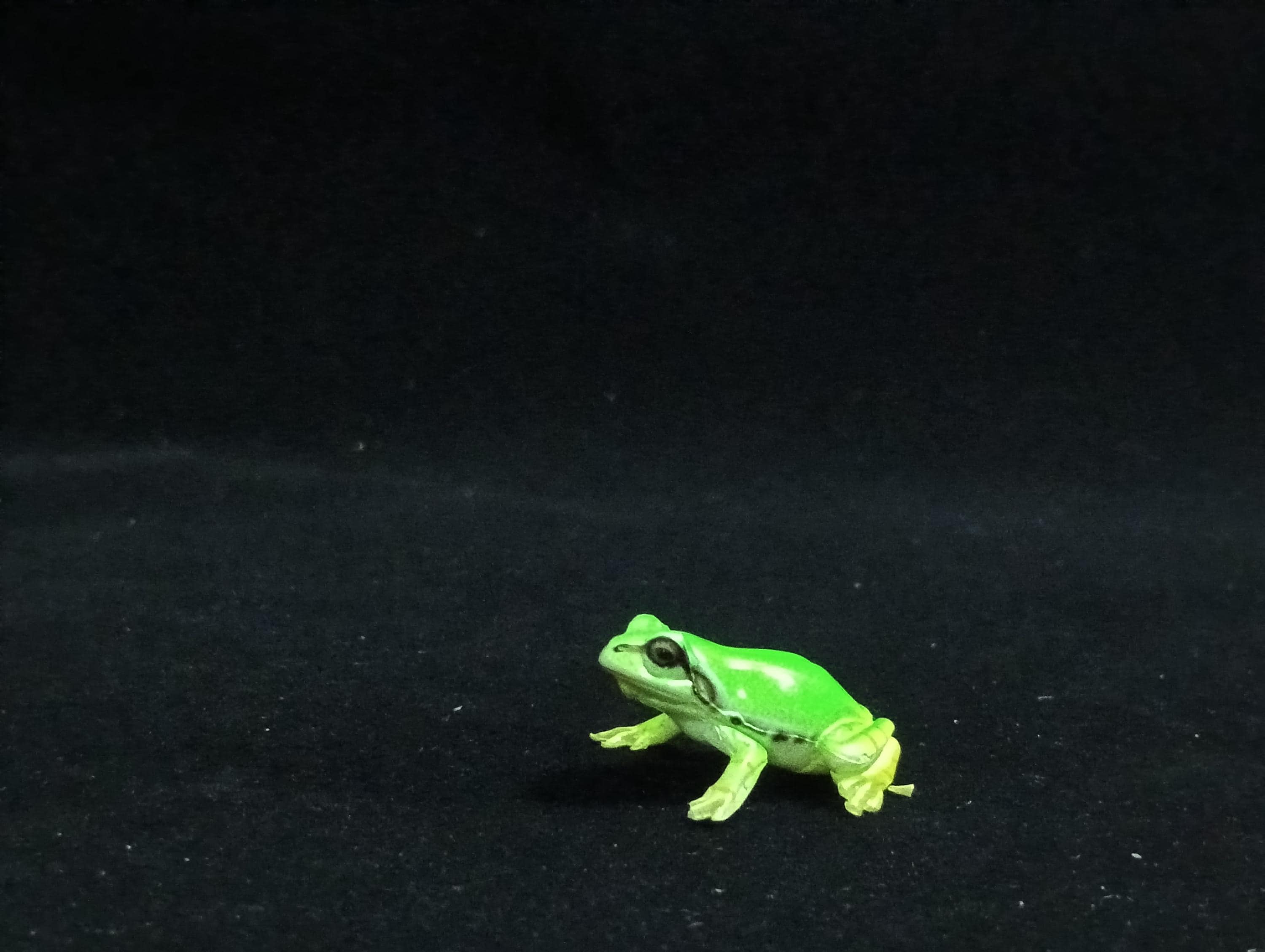 Miniature Japanese tree frog Figurine - Furuta