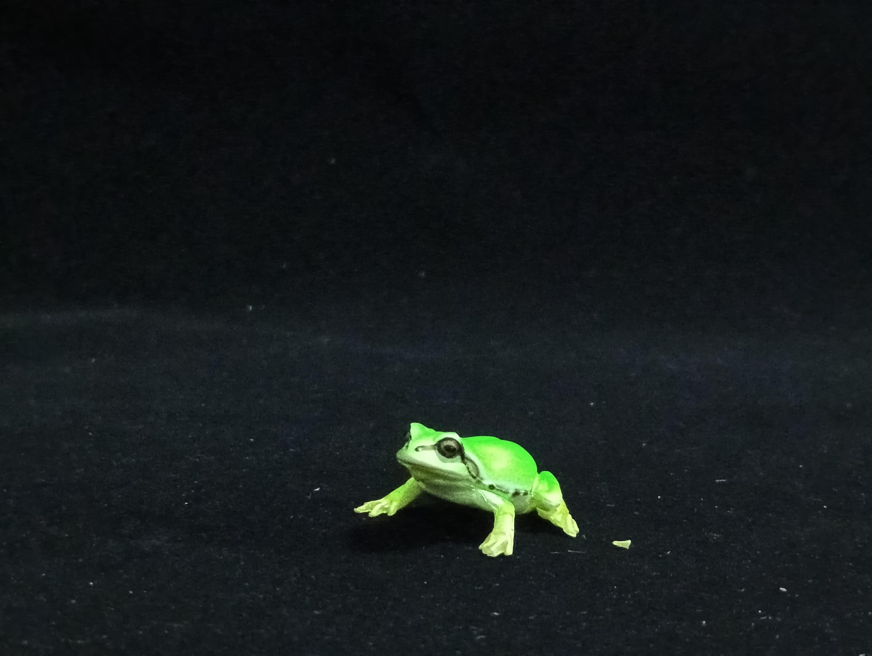 Miniature Japanese tree frog Figurine - Furuta