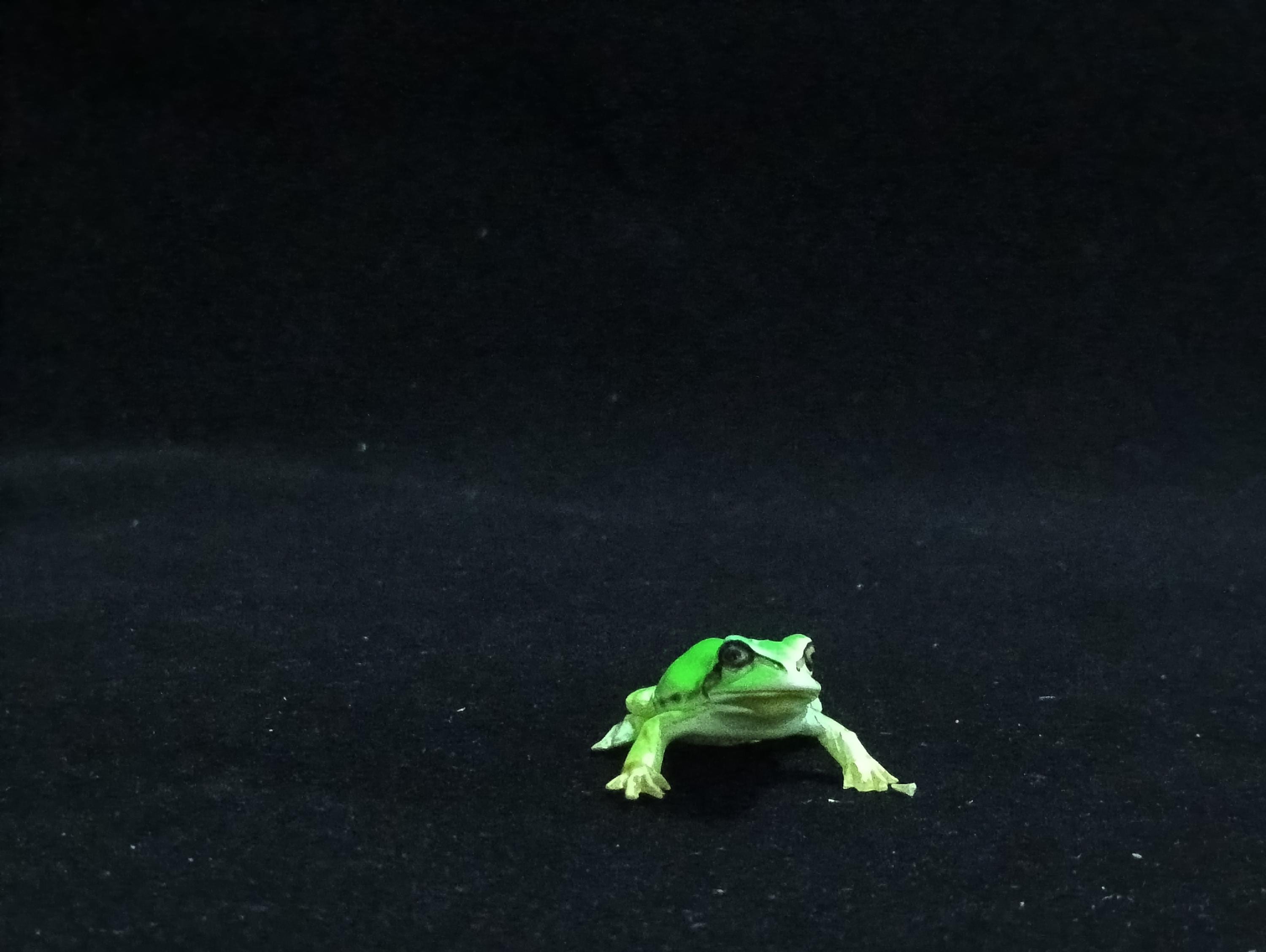Miniature Japanese tree frog Figurine - Furuta