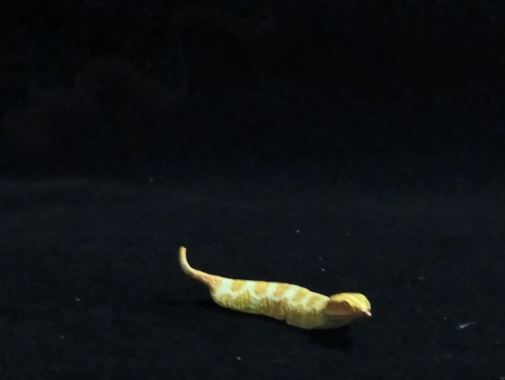 Miniature Tsuchinoko snake Figurine - Furuta Secret Item