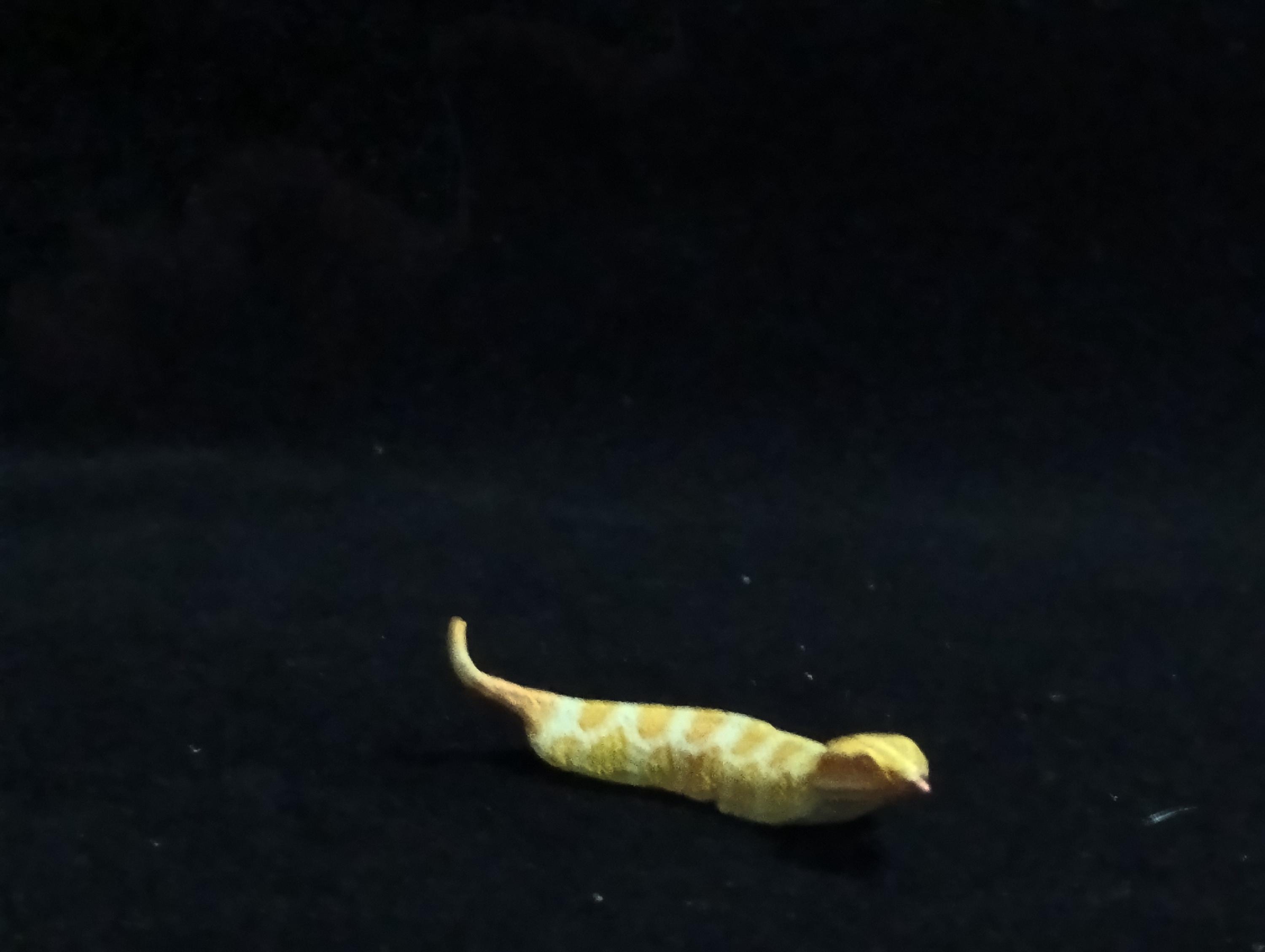 Miniature Tsuchinoko snake Figurine - Furuta Secret Item