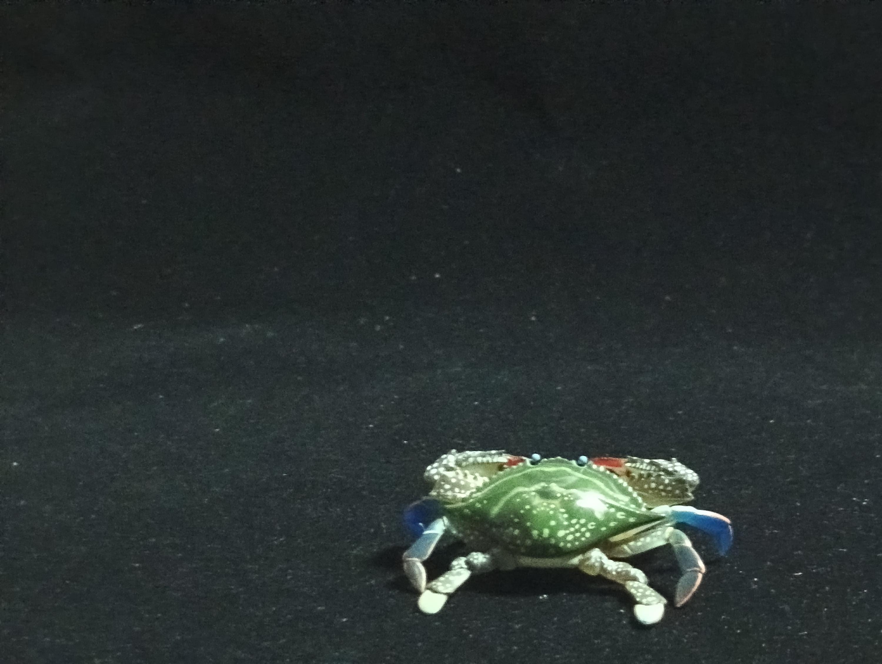 Yujin Takara Kaiyodo Retired Japan Exclusive Blue Swimming Crab Figure