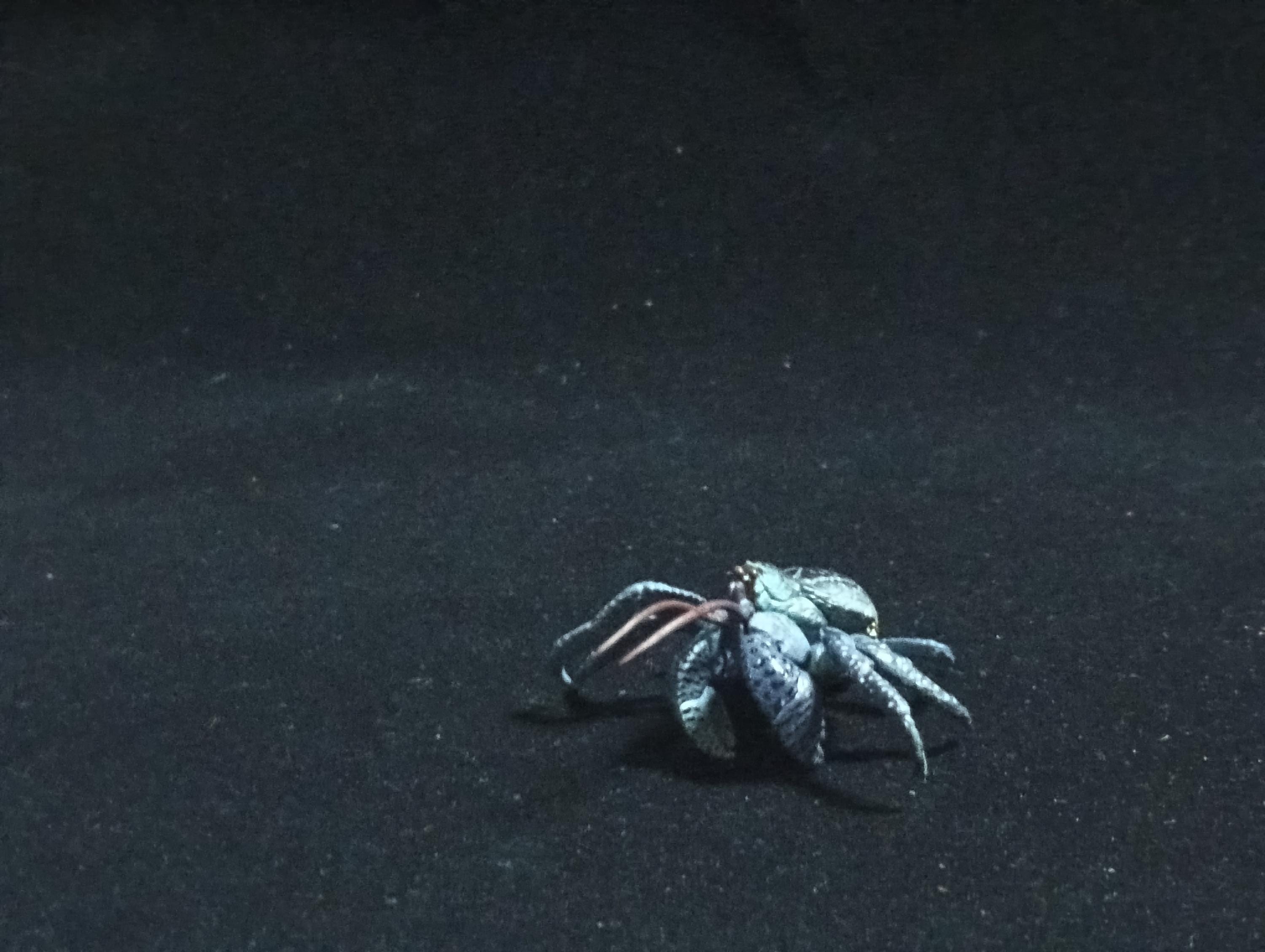 Yujin Takara Kaiyodo Retired Japan Exclusive Coconut crab Figure