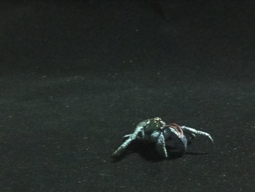 Yujin Takara Kaiyodo Retired Japan Exclusive Coconut crab Figure