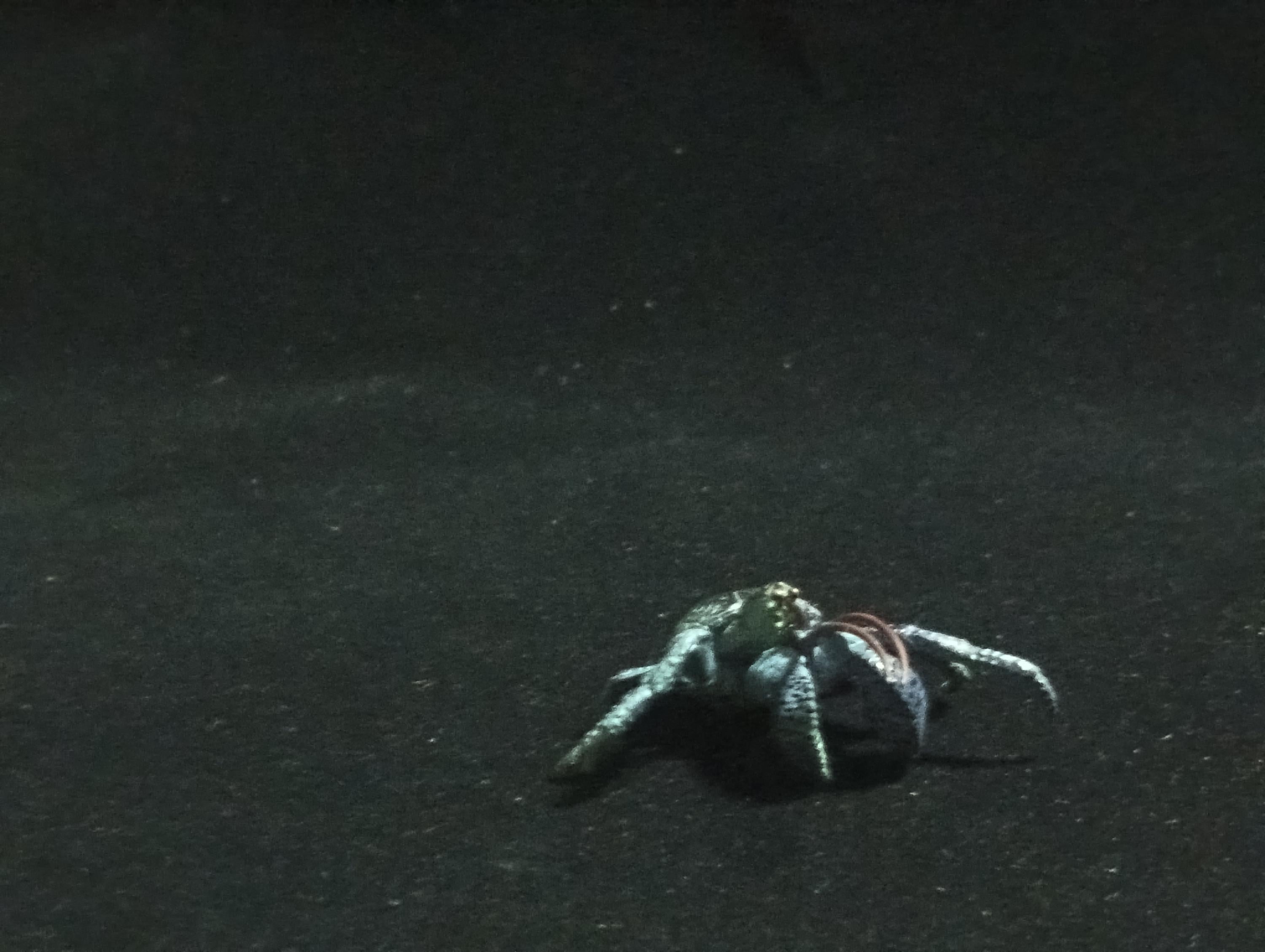 Yujin Takara Kaiyodo Retired Japan Exclusive Coconut crab Figure