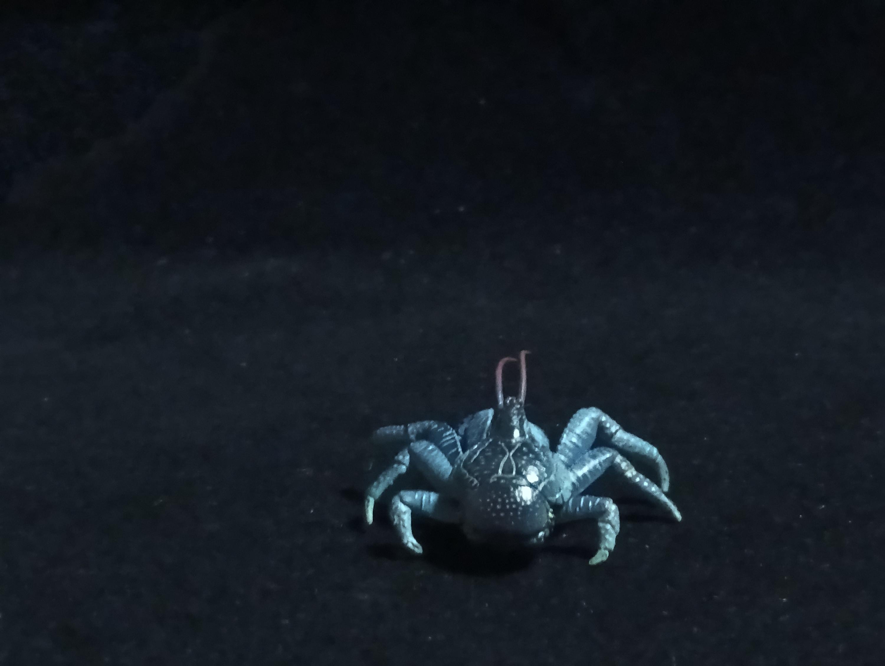 Yujin Takara Kaiyodo Retired Japan Exclusive Coconut crab Figure