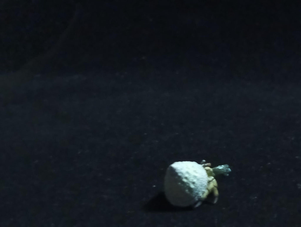 Yujin Takara Kaiyodo Retired Japan Exclusive Coenobita violascens (hermit crab) Figure