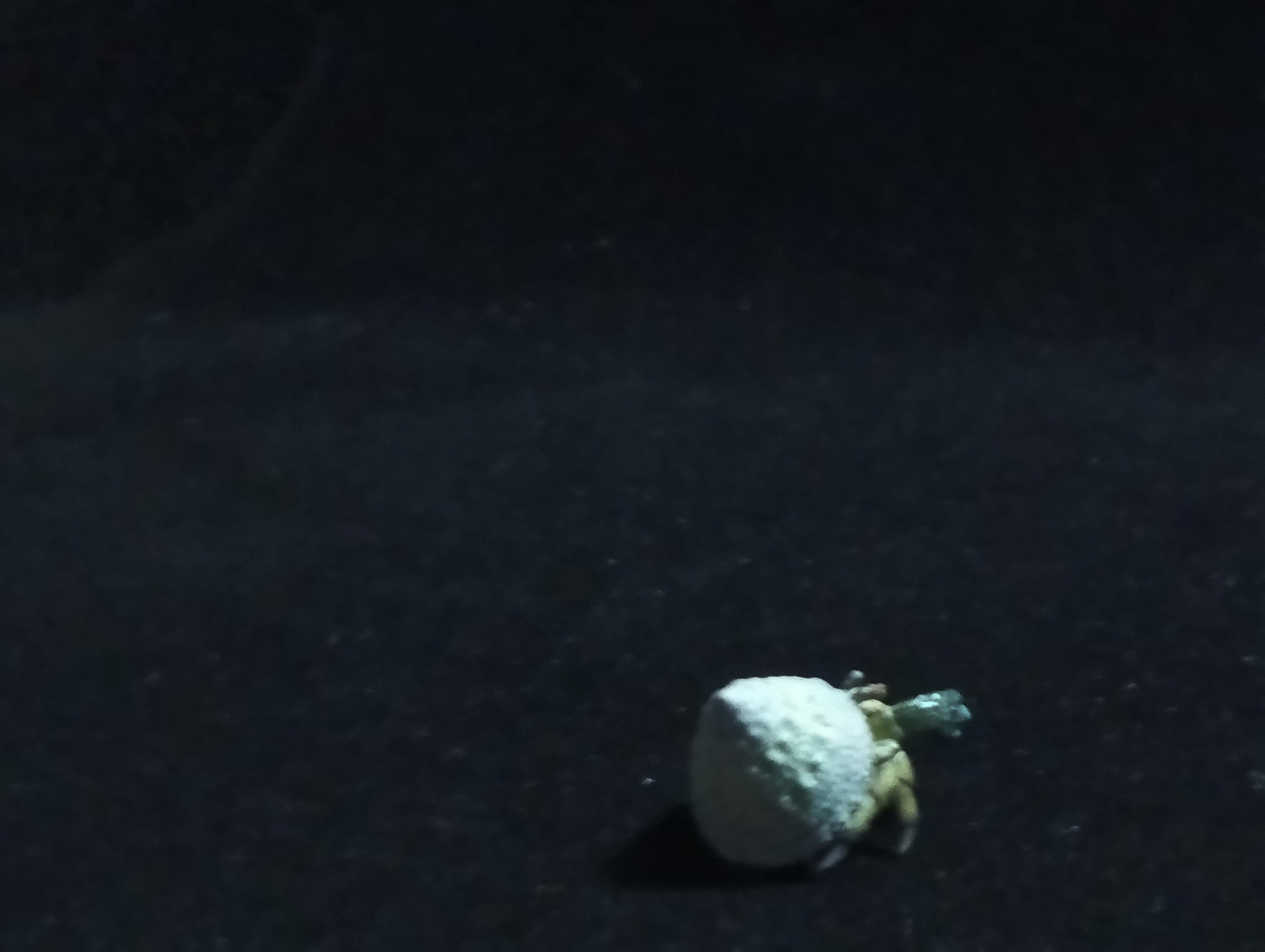 Yujin Takara Kaiyodo Retired Japan Exclusive Coenobita violascens (hermit crab) Figure