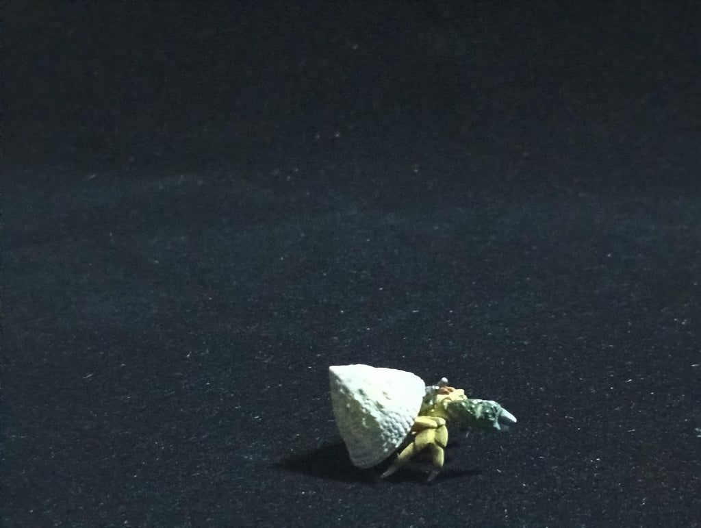 Yujin Takara Kaiyodo Retired Japan Exclusive Coenobita violascens (hermit crab) Figure