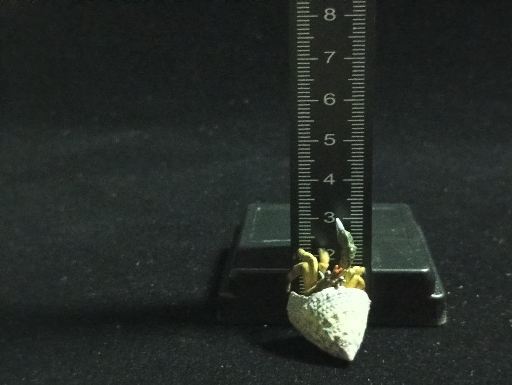 Yujin Takara Kaiyodo Retired Japan Exclusive Coenobita violascens (hermit crab) Figure