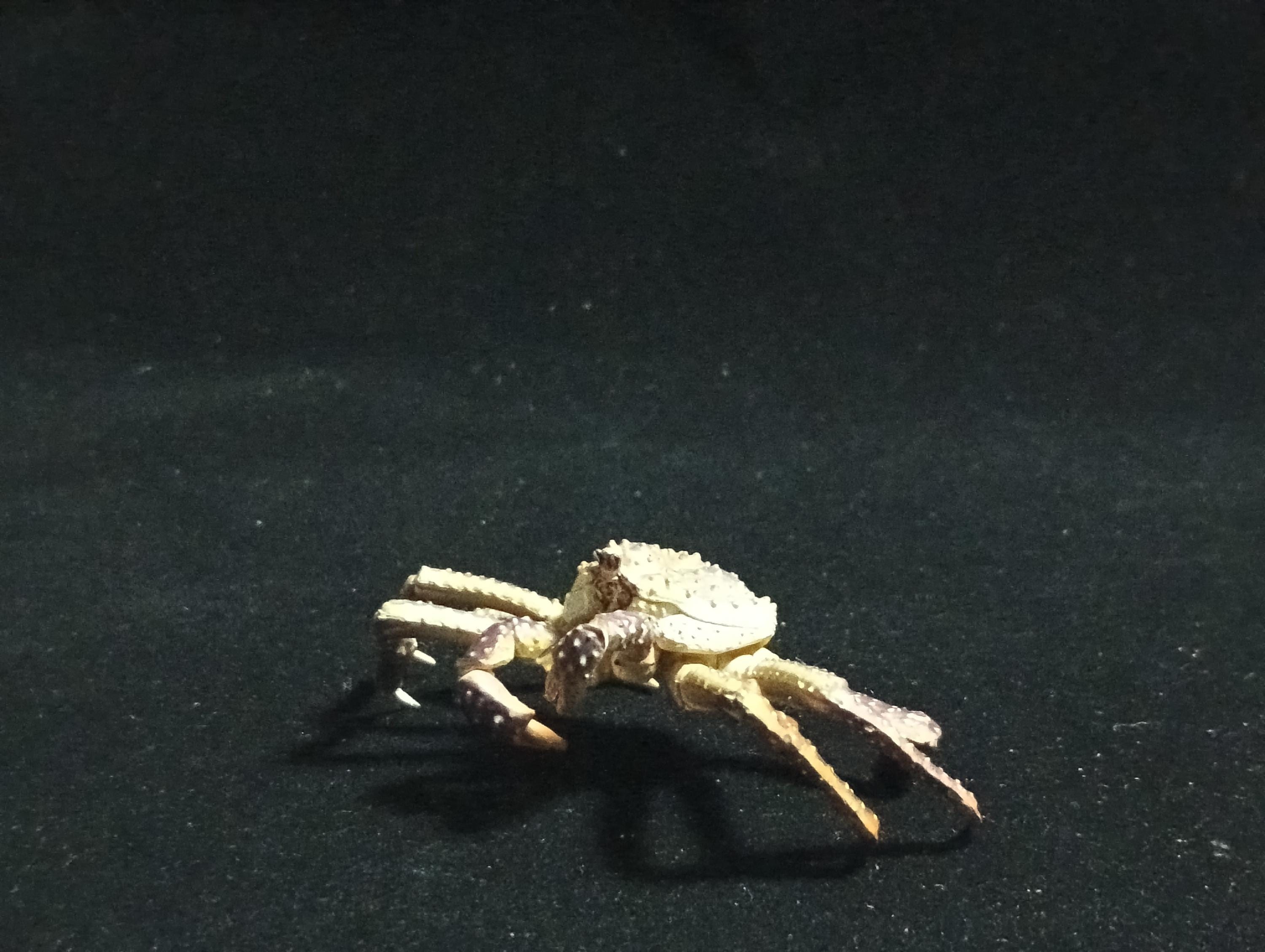 Yujin Takara Kaiyodo Retired Japan Exclusive Alaska king crab, Paralithodes camtschaticus Figure