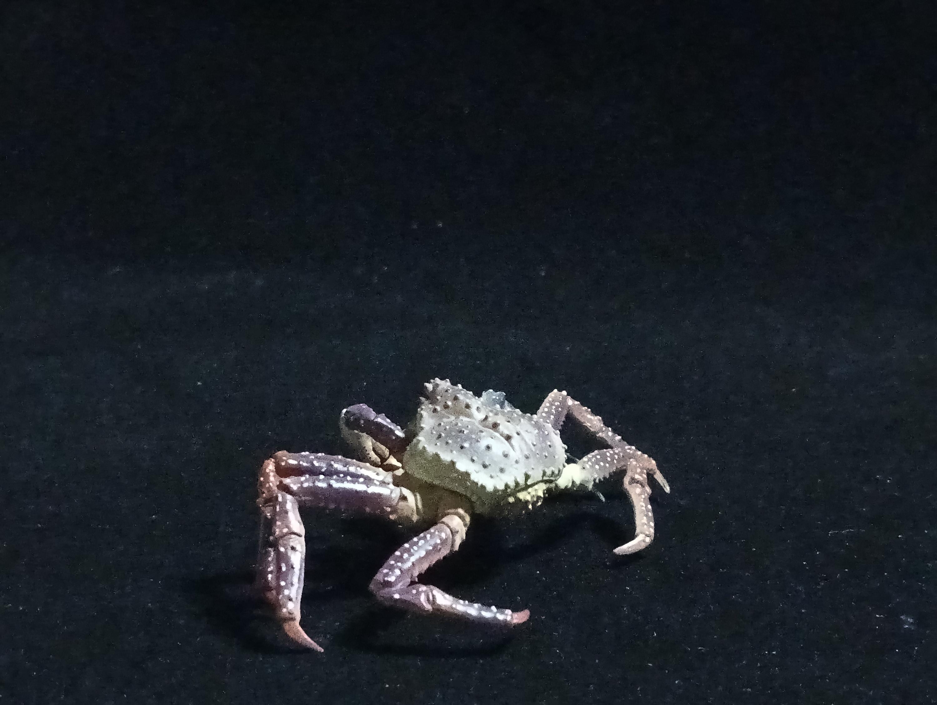 Yujin Takara Kaiyodo Retired Japan Exclusive Alaska king crab, Paralithodes camtschaticus Figure