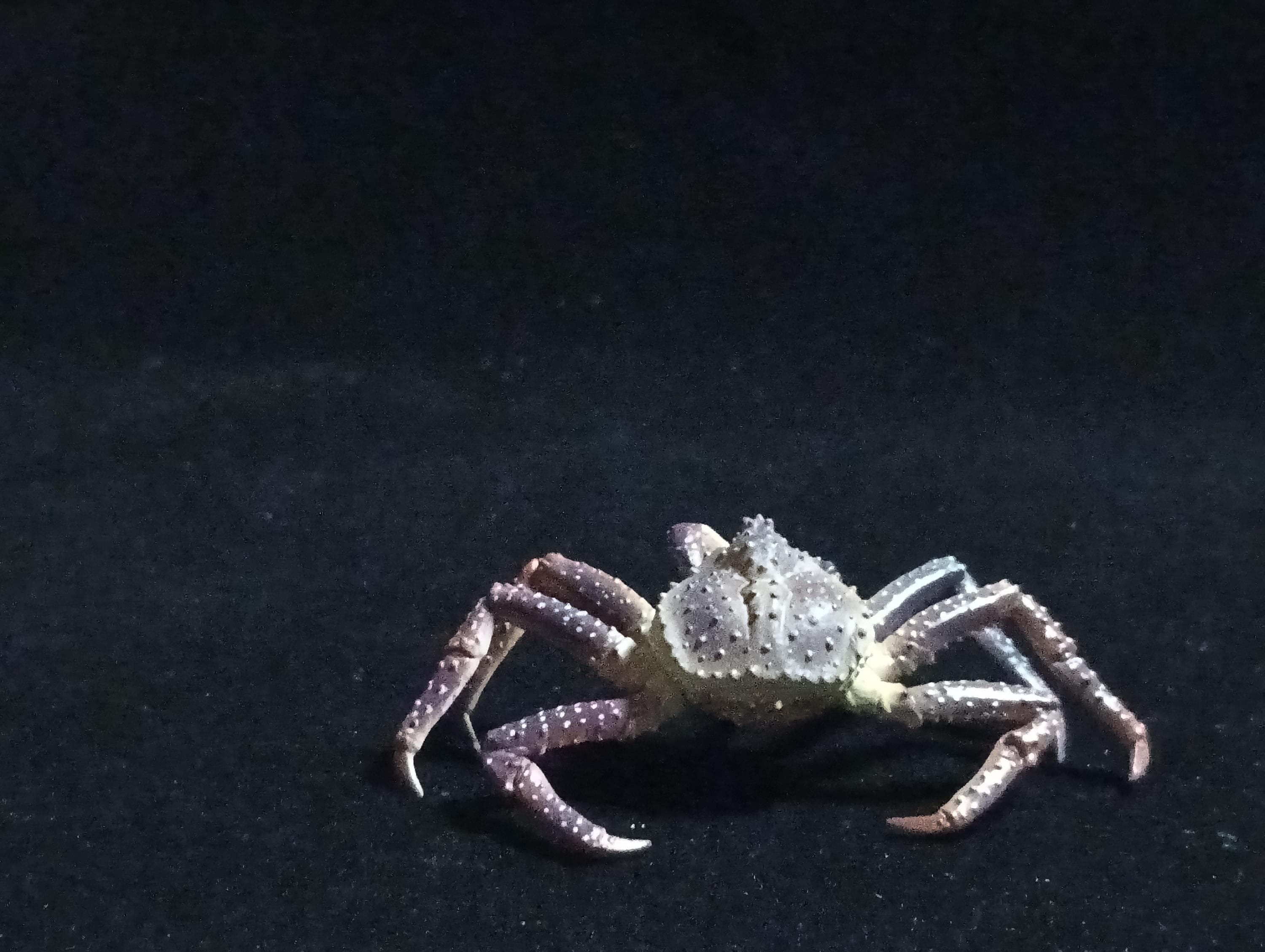 Yujin Takara Kaiyodo Retired Japan Exclusive Alaska king crab, Paralithodes camtschaticus Figure