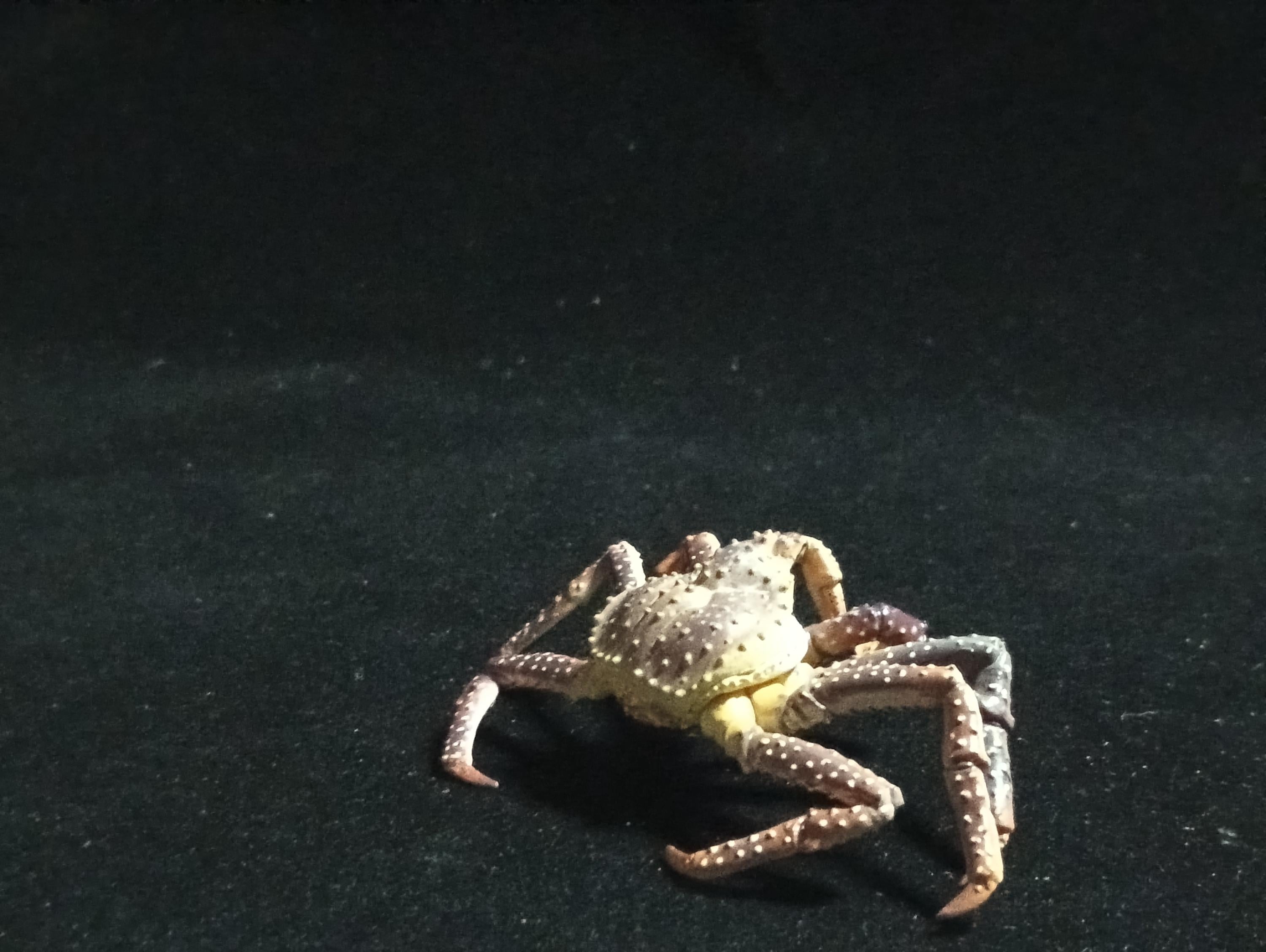 Yujin Takara Kaiyodo Retired Japan Exclusive Alaska king crab, Paralithodes camtschaticus Figure