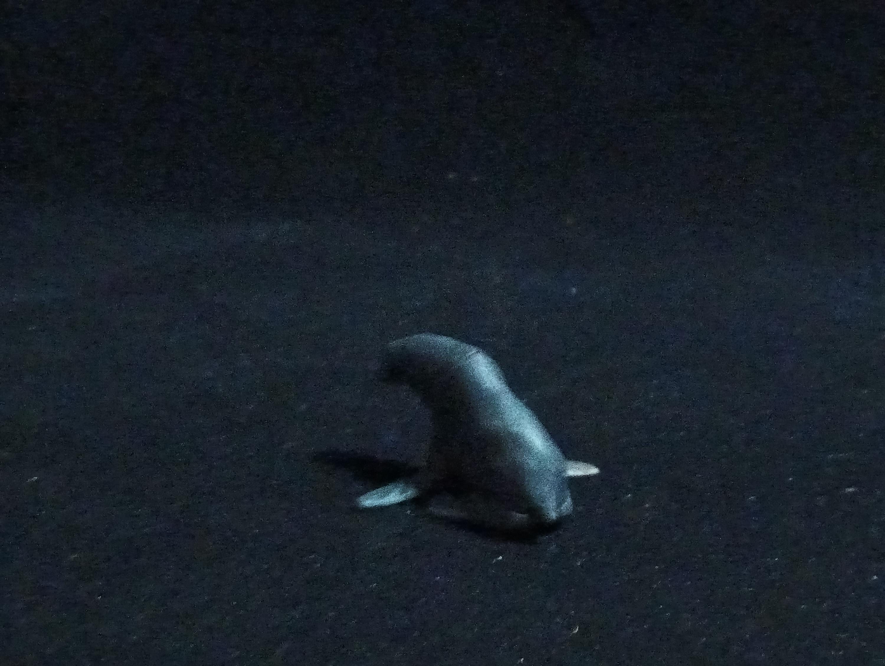 Kaiyodo ChocoQ Animatales Series 6 Sea Lion