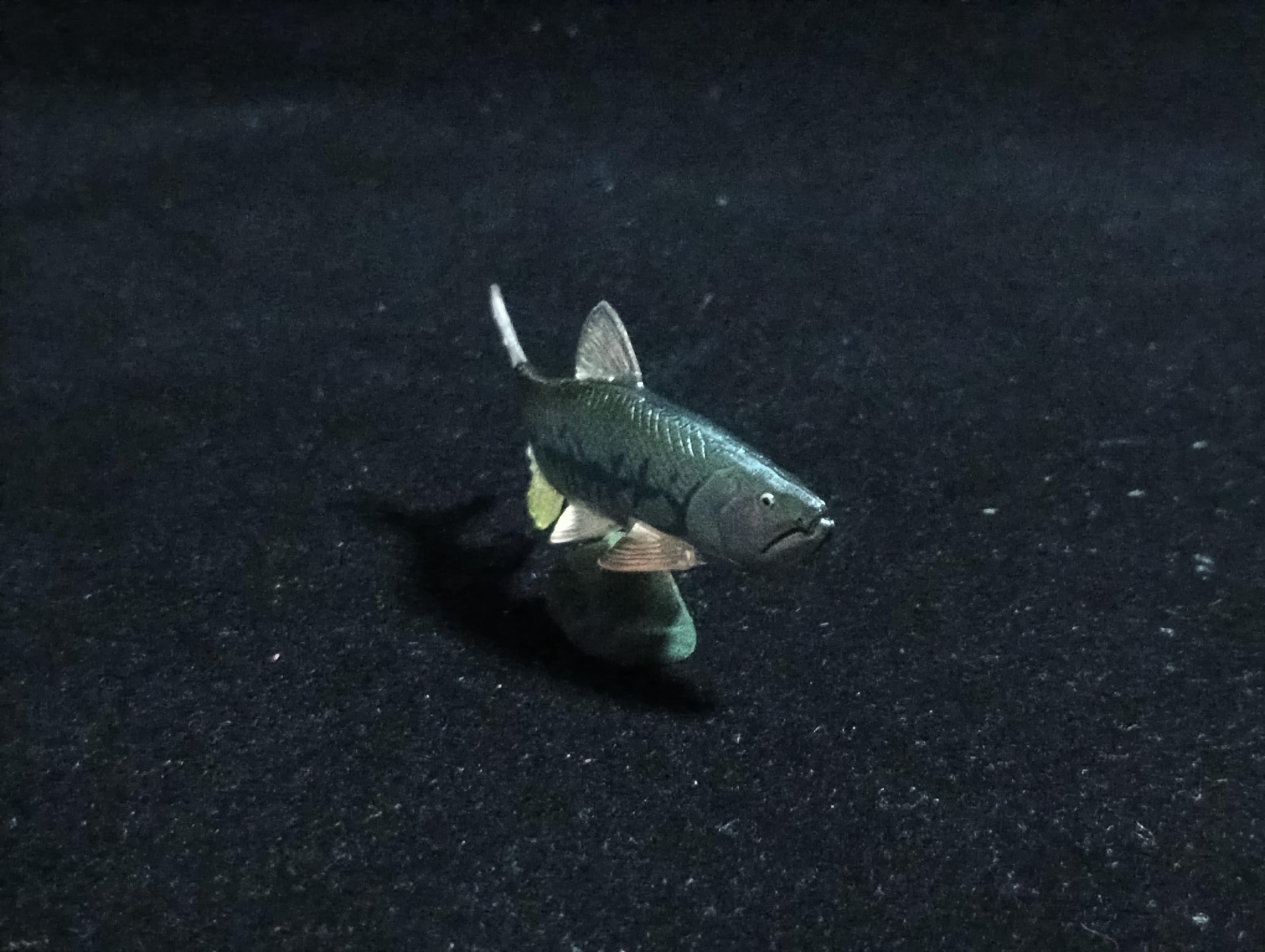 Kaiyodo ChocoQ Animatales Series 6 Triplelip Fish