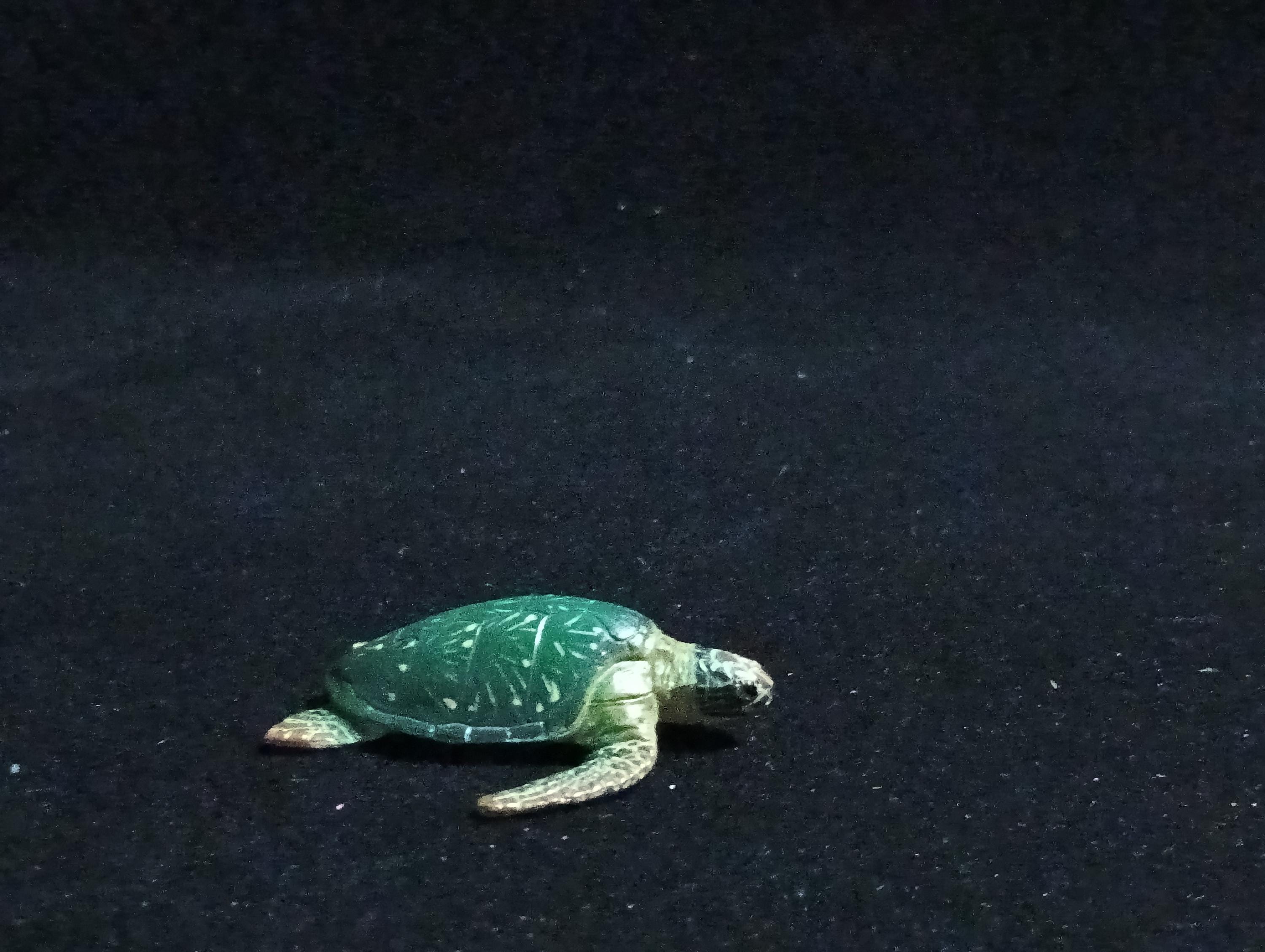 Kaiyodo ChocoQ Animatales Series 6 Green Sea Turtle