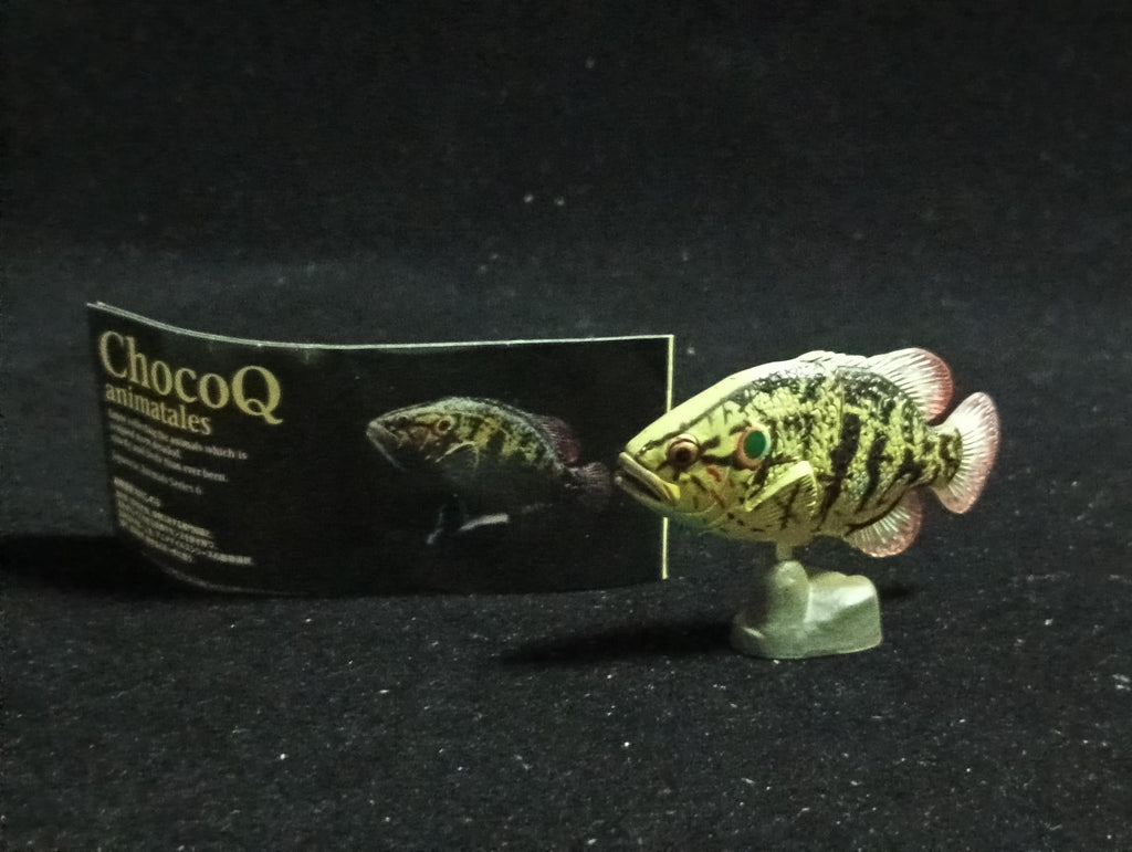 Kaiyodo ChocoQ Animatales Series 6 Coreoperca kawamebari