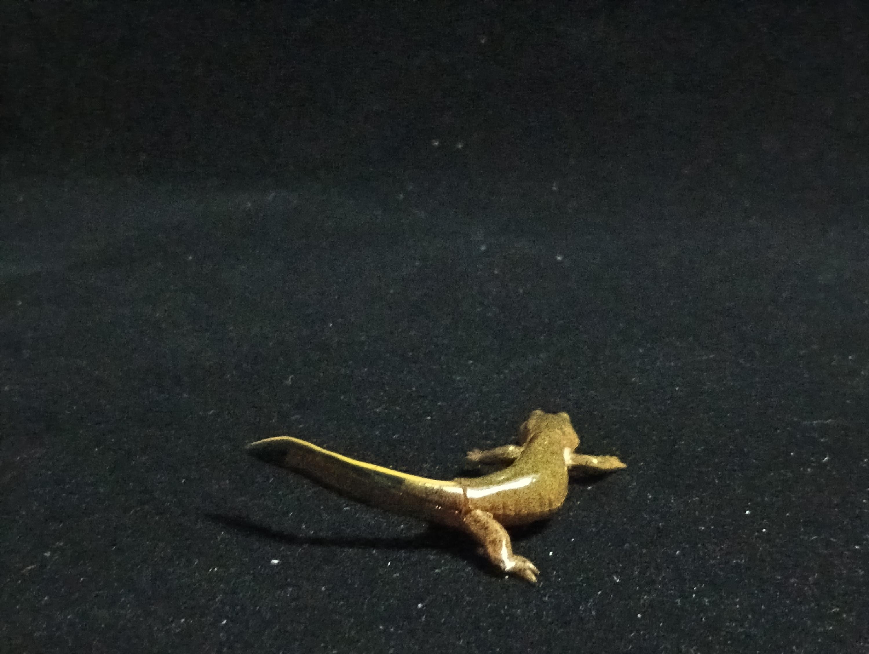 Kaiyodo ChocoQ Animatales Series 6 Japanese clouded salamander