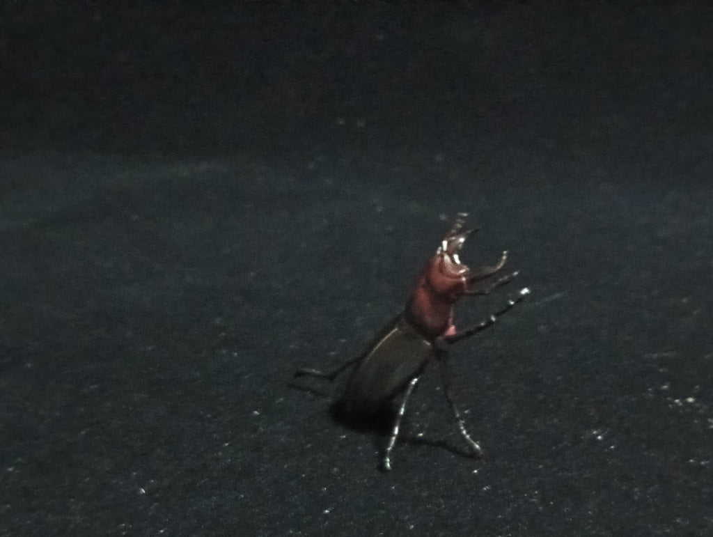 Kaiyodo ChocoQ Animatales Series 6 Lucanus gamunus stag beetle