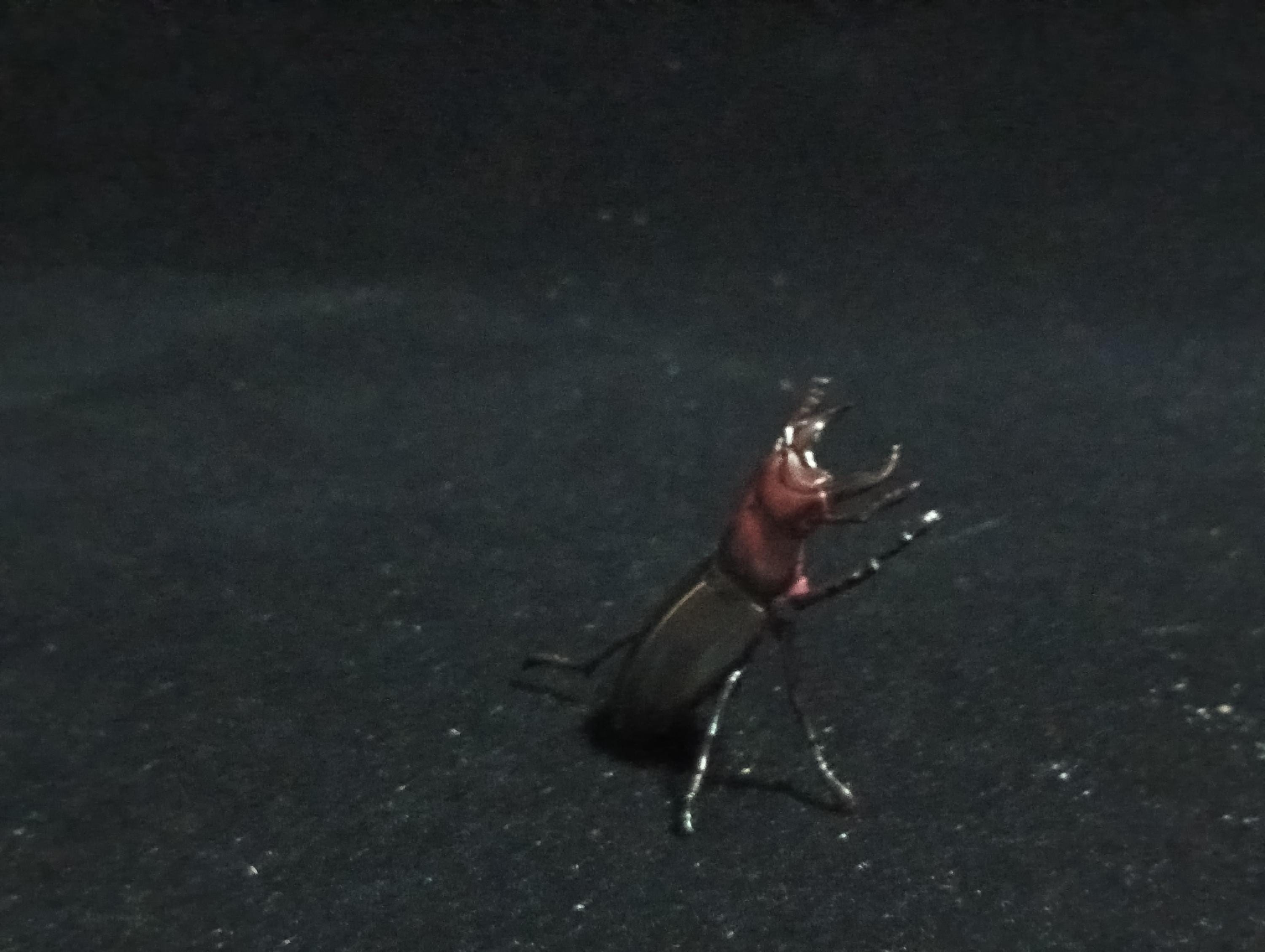 Kaiyodo ChocoQ Animatales Series 6 Lucanus gamunus stag beetle