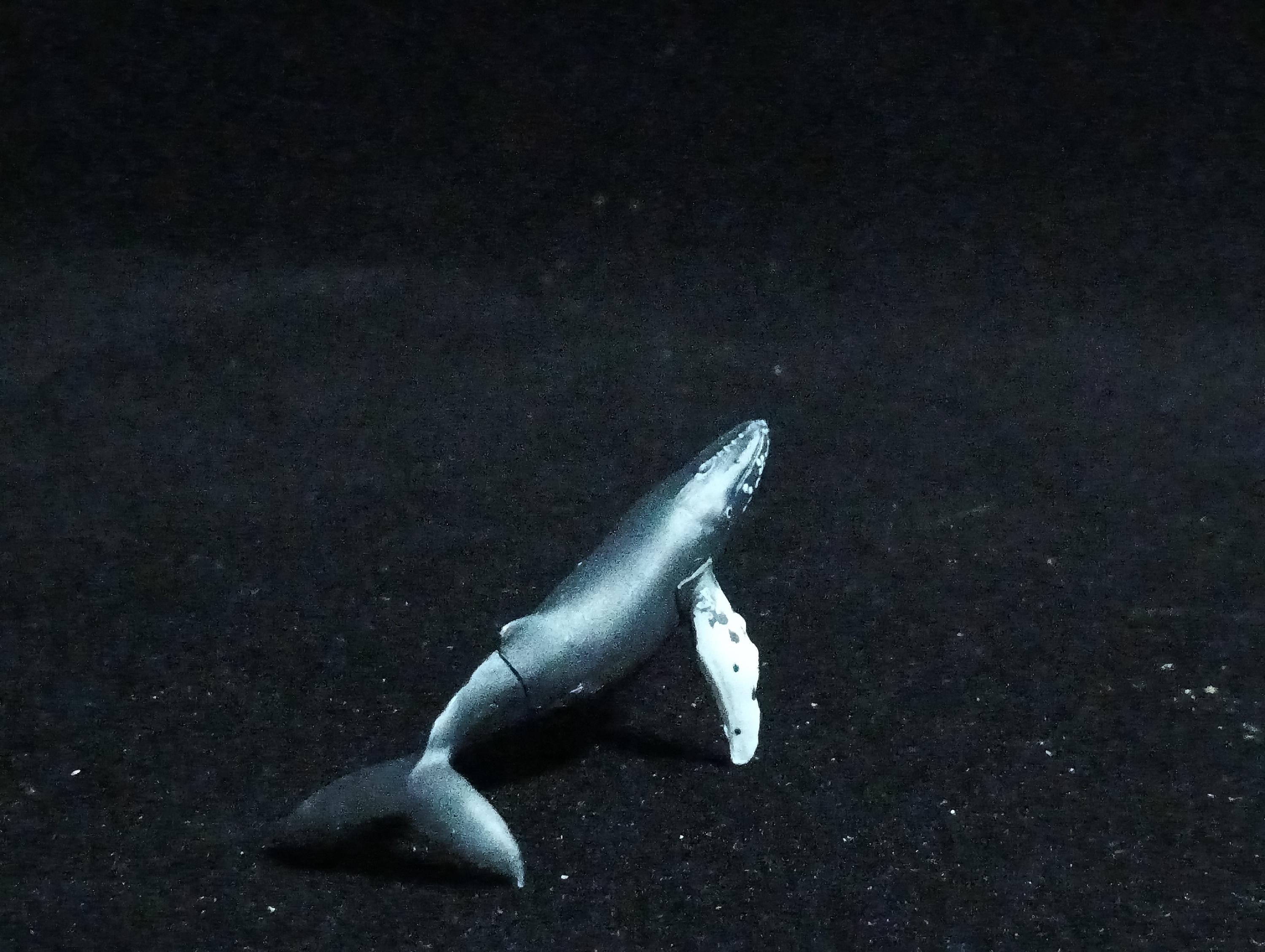 Kaiyodo ChocoQ Animatales Series 6 HUMPBACK WHALE