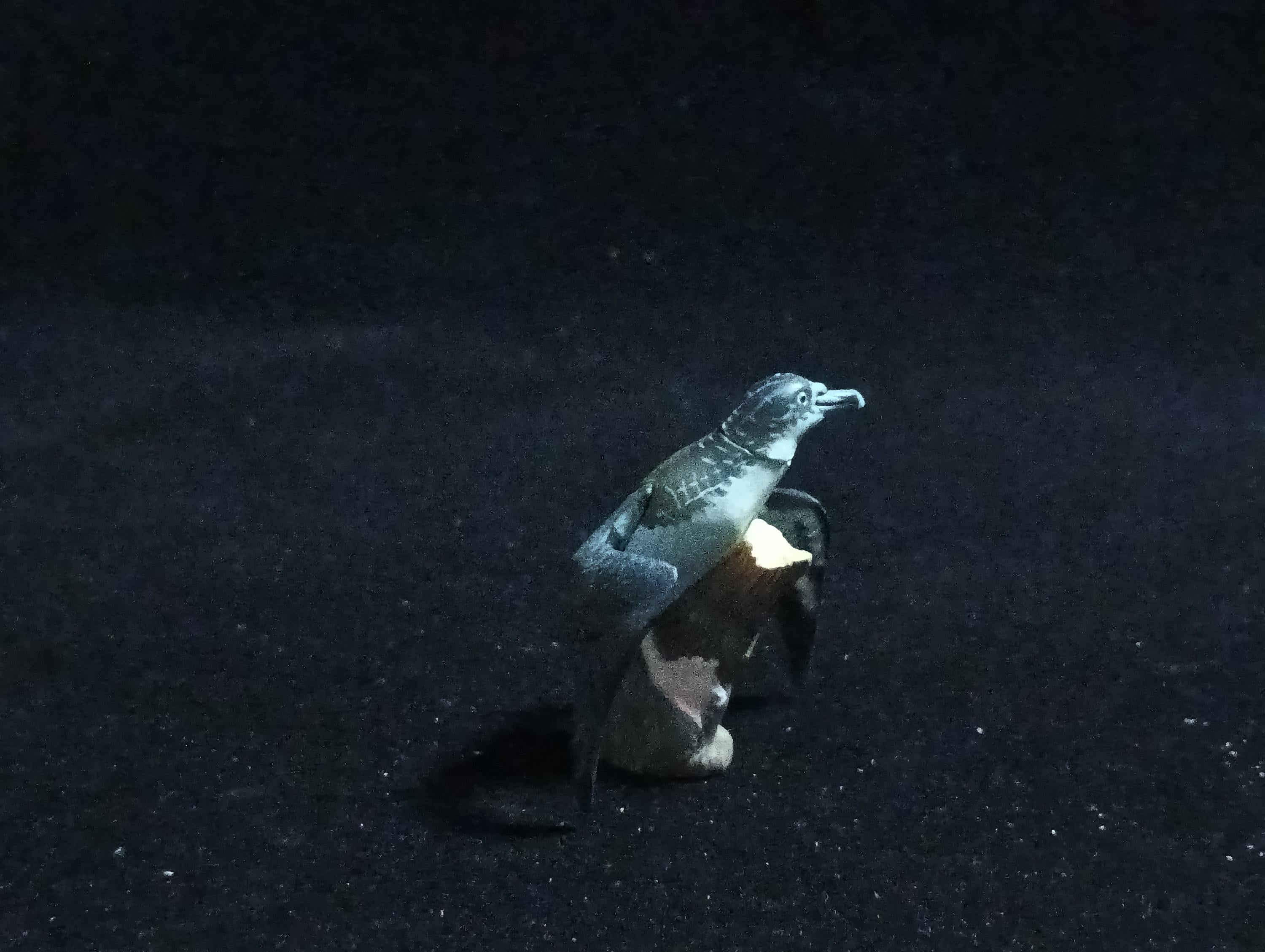 Kaiyodo ChocoQ Animatales Series 6 Japanese Streaked shearwater