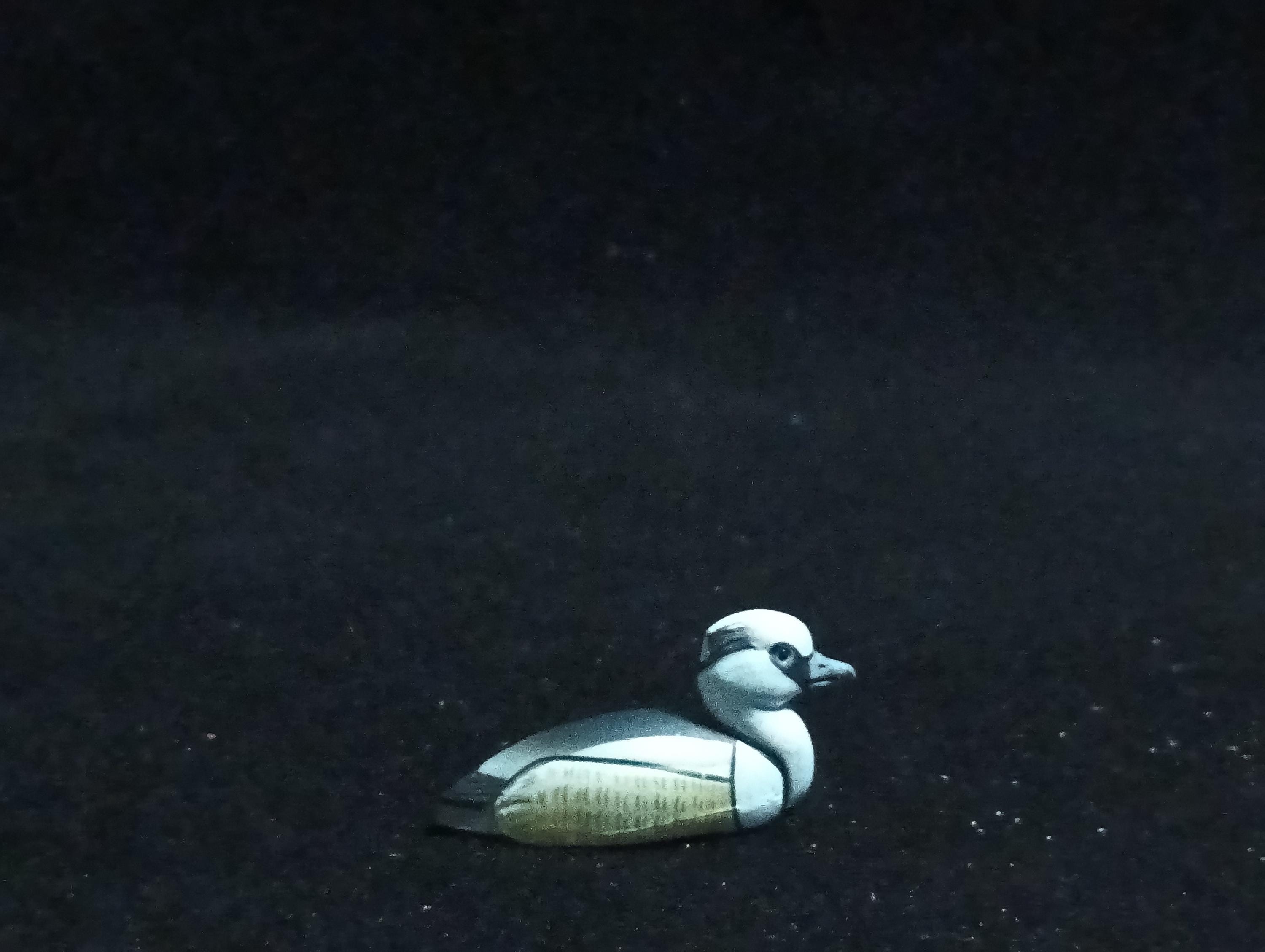 Kaiyodo ChocoQ Animatales Series 6 Smew Bird Duck