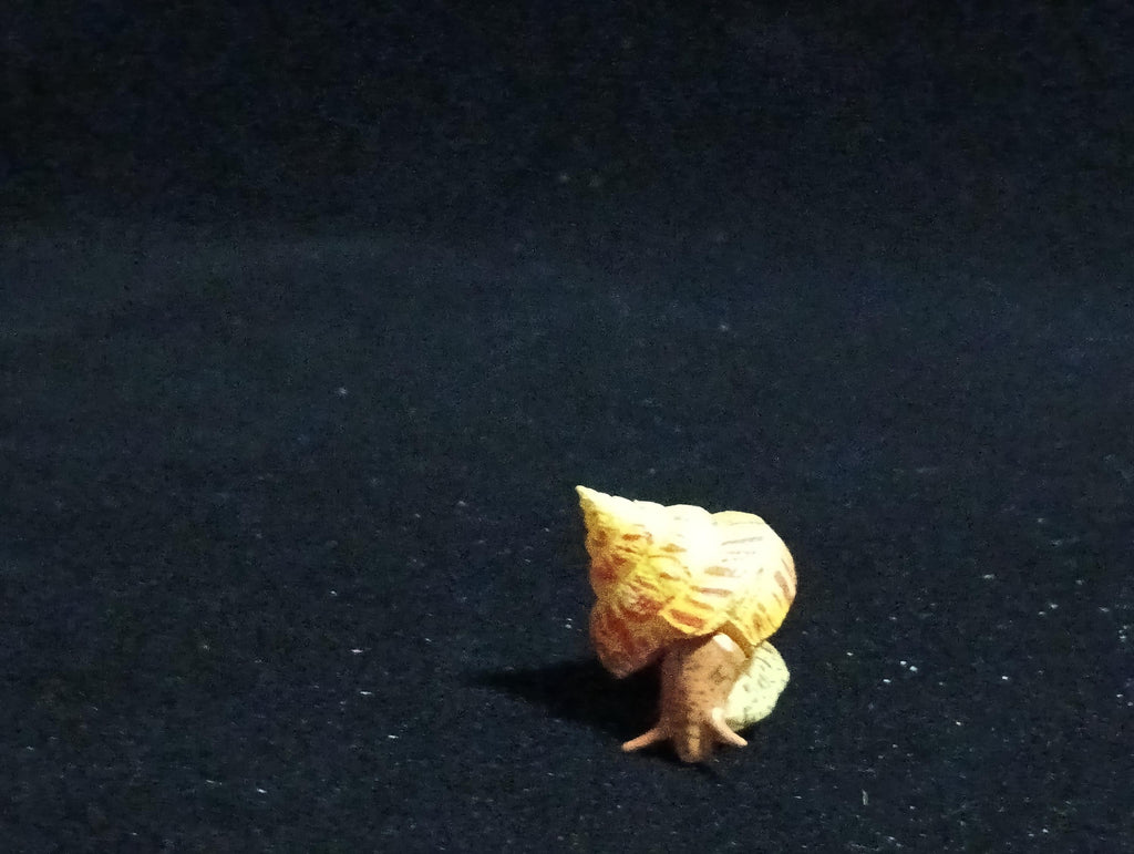 Kaiyodo ChocoQ Animatales Series 6 Okinawa shrimp shell