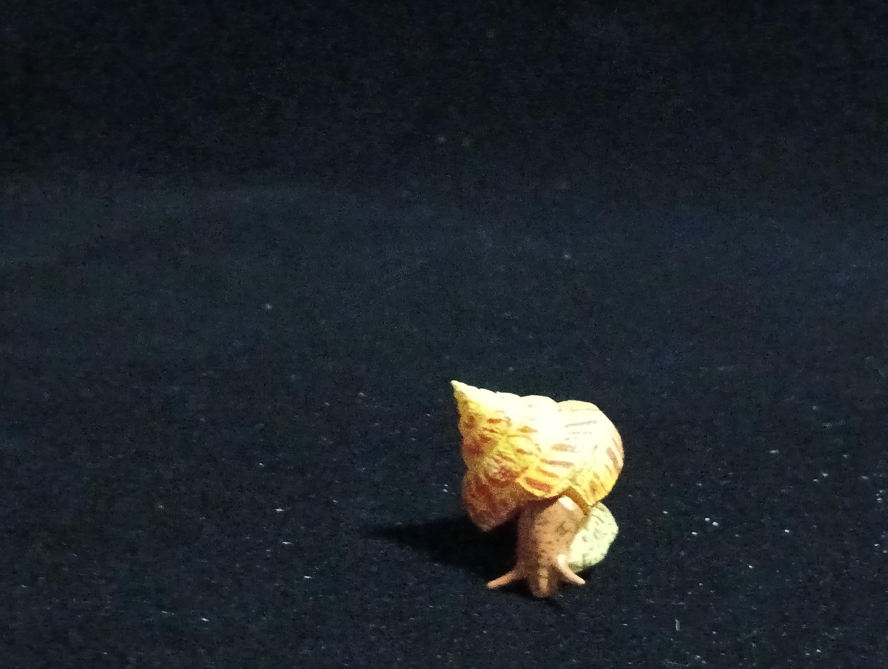Kaiyodo ChocoQ Animatales Series 6 Okinawa shrimp shell