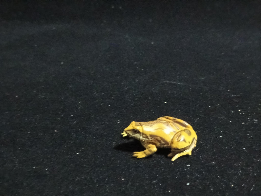 Kaiyodo ChocoQ Animatales Series 6 Tree frog