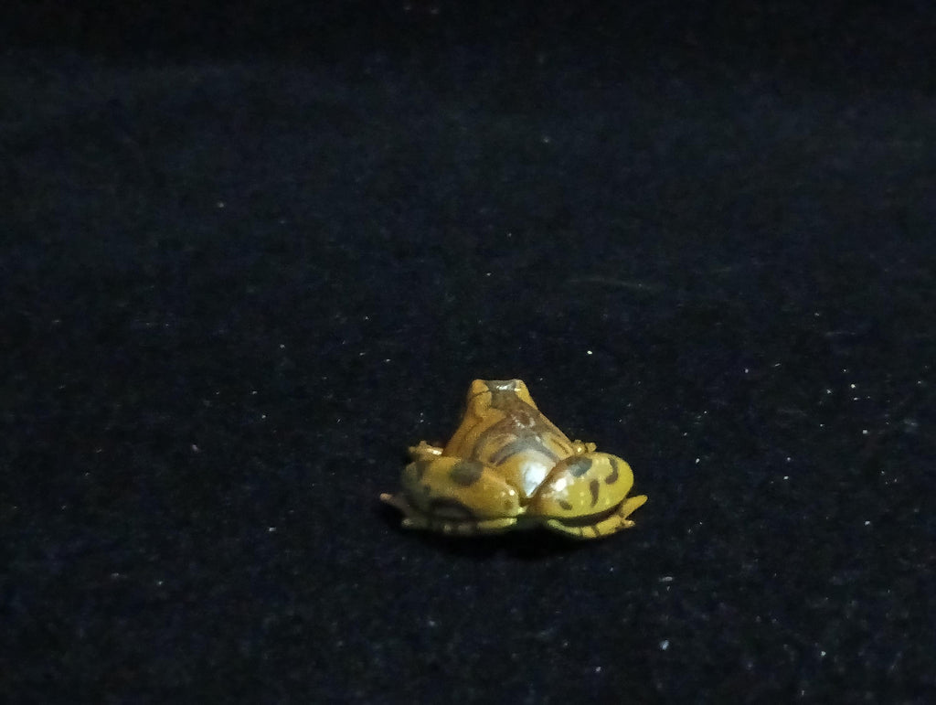 Kaiyodo ChocoQ Animatales Series 6 Tree frog