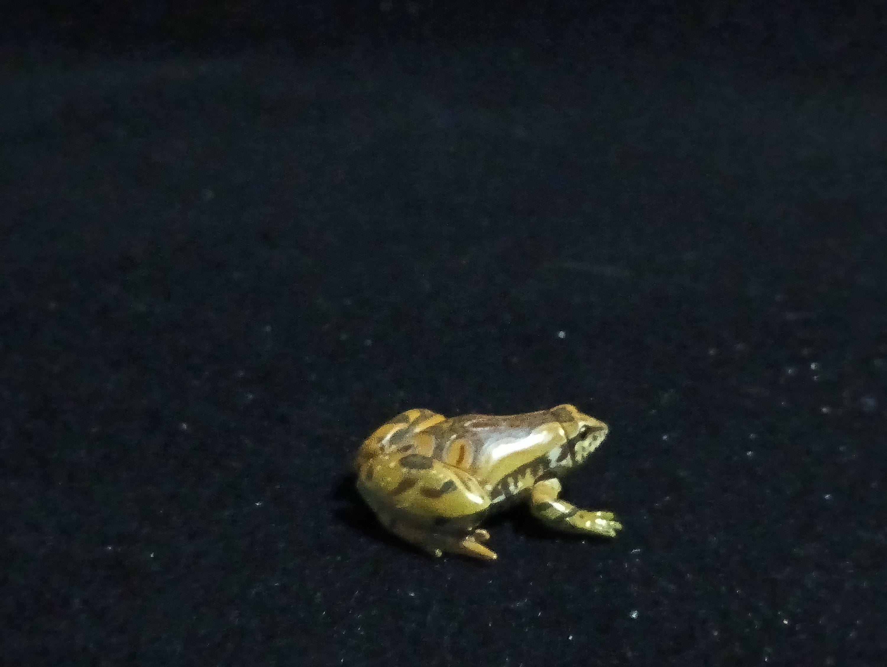 Kaiyodo ChocoQ Animatales Series 6 Tree frog