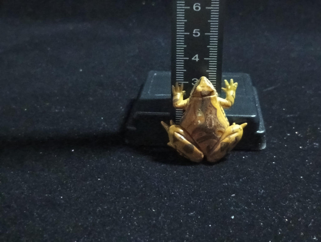 Kaiyodo ChocoQ Animatales Series 6 Tree frog