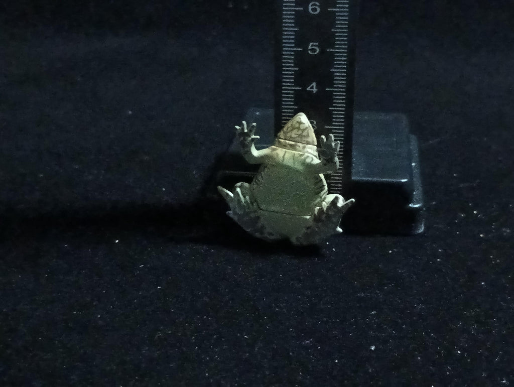 Kaiyodo ChocoQ Animatales Series 6 Tree frog
