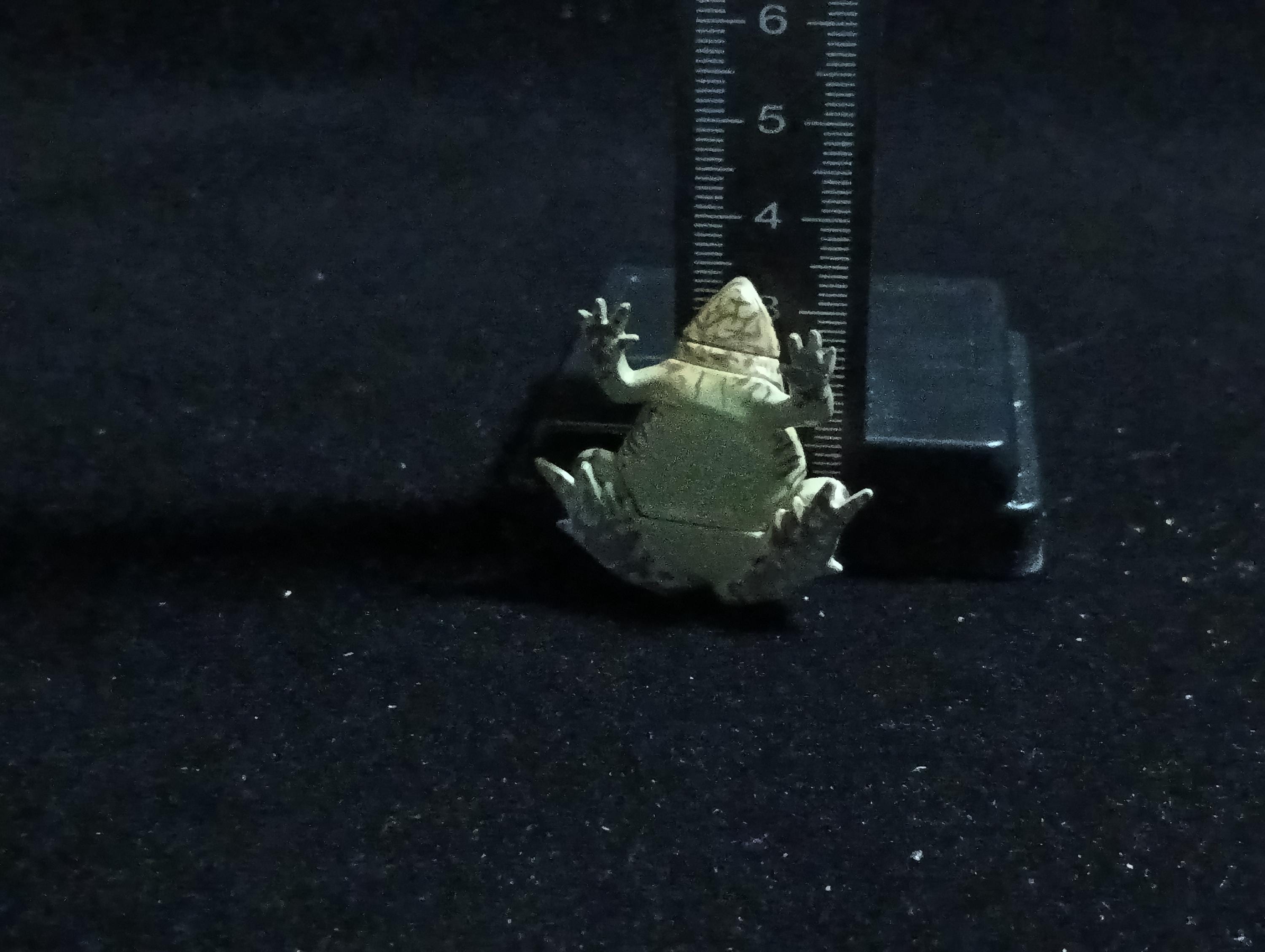 Kaiyodo ChocoQ Animatales Series 6 Tree frog