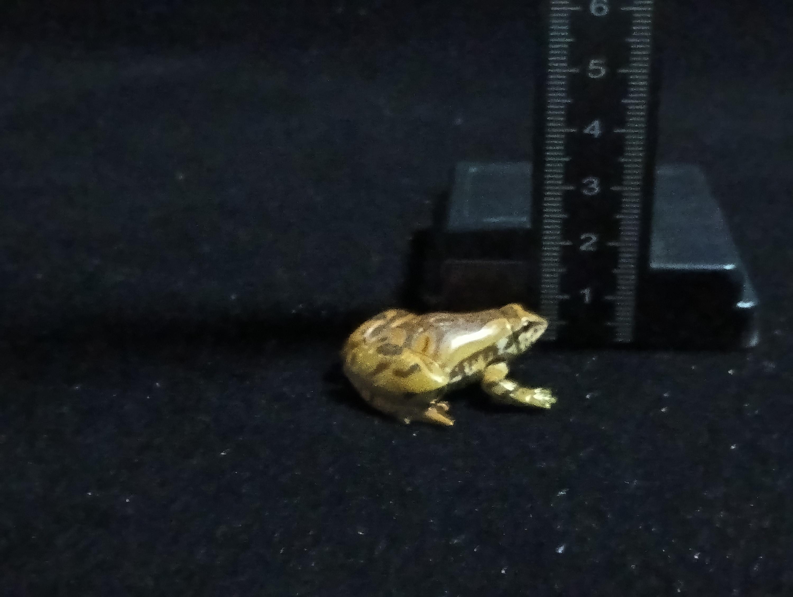 Kaiyodo ChocoQ Animatales Series 6 Tree frog